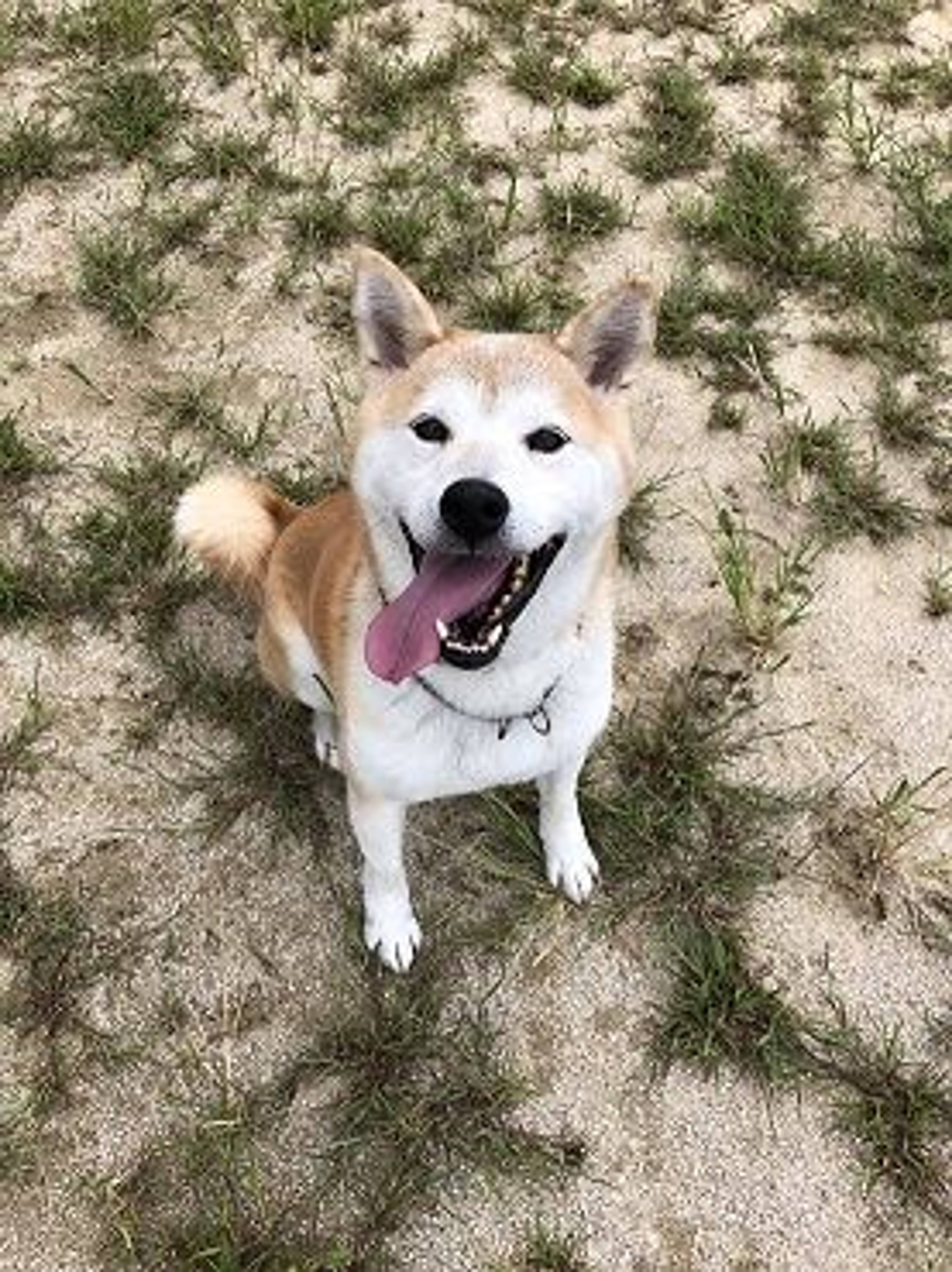 雑種（ミックス犬）・オスの里親募集の写真