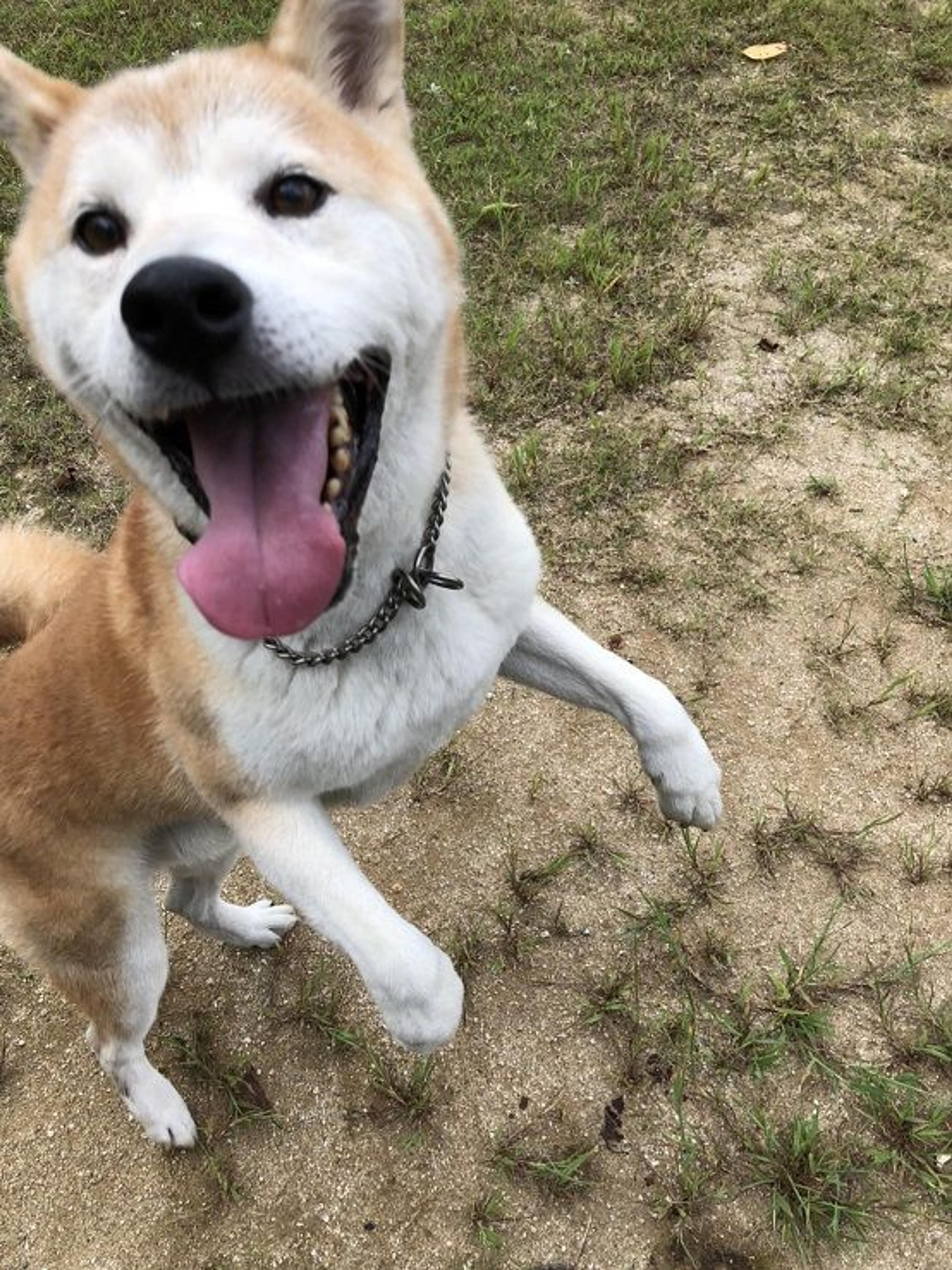 pet-image-2