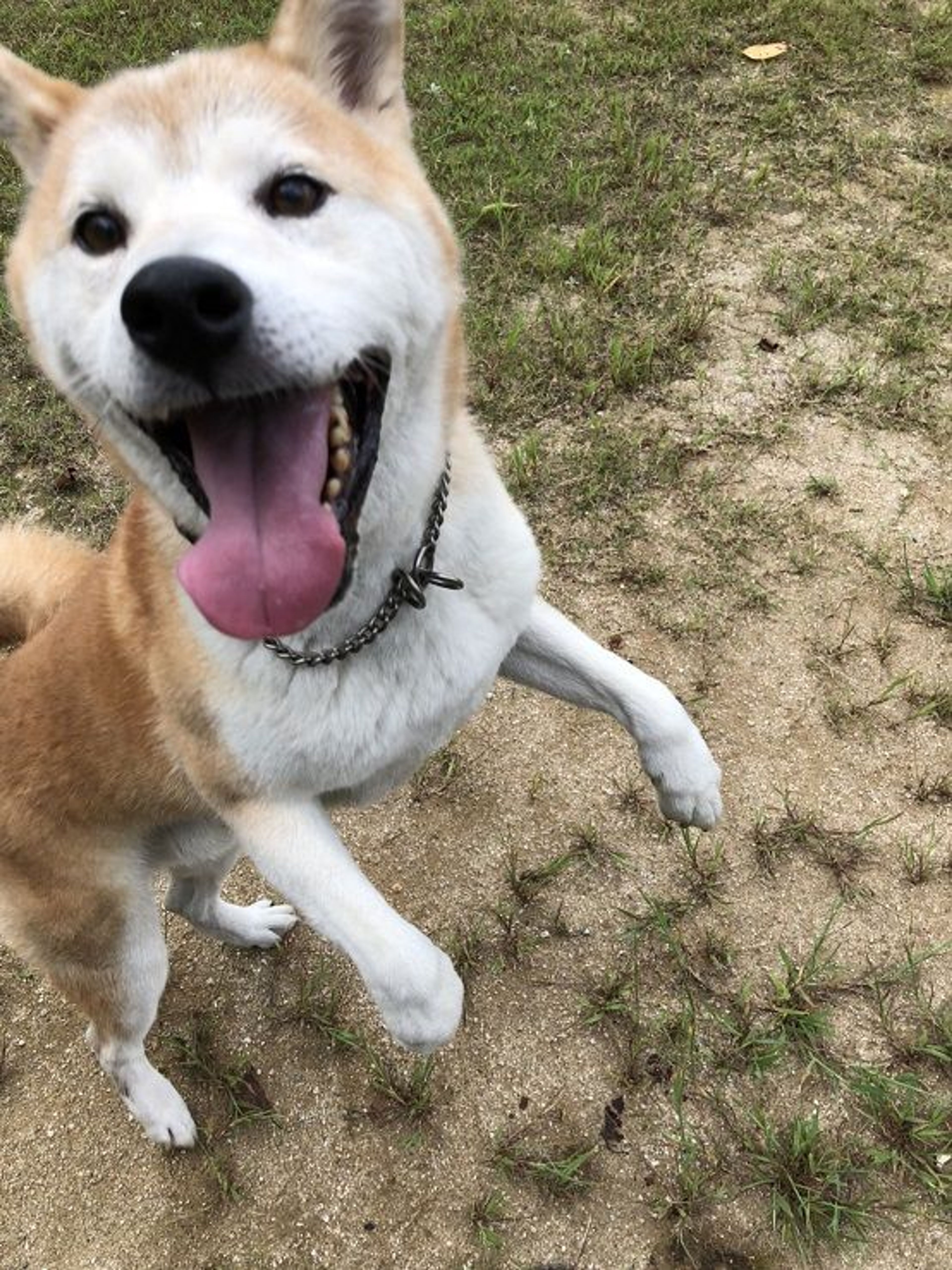pet-image-2