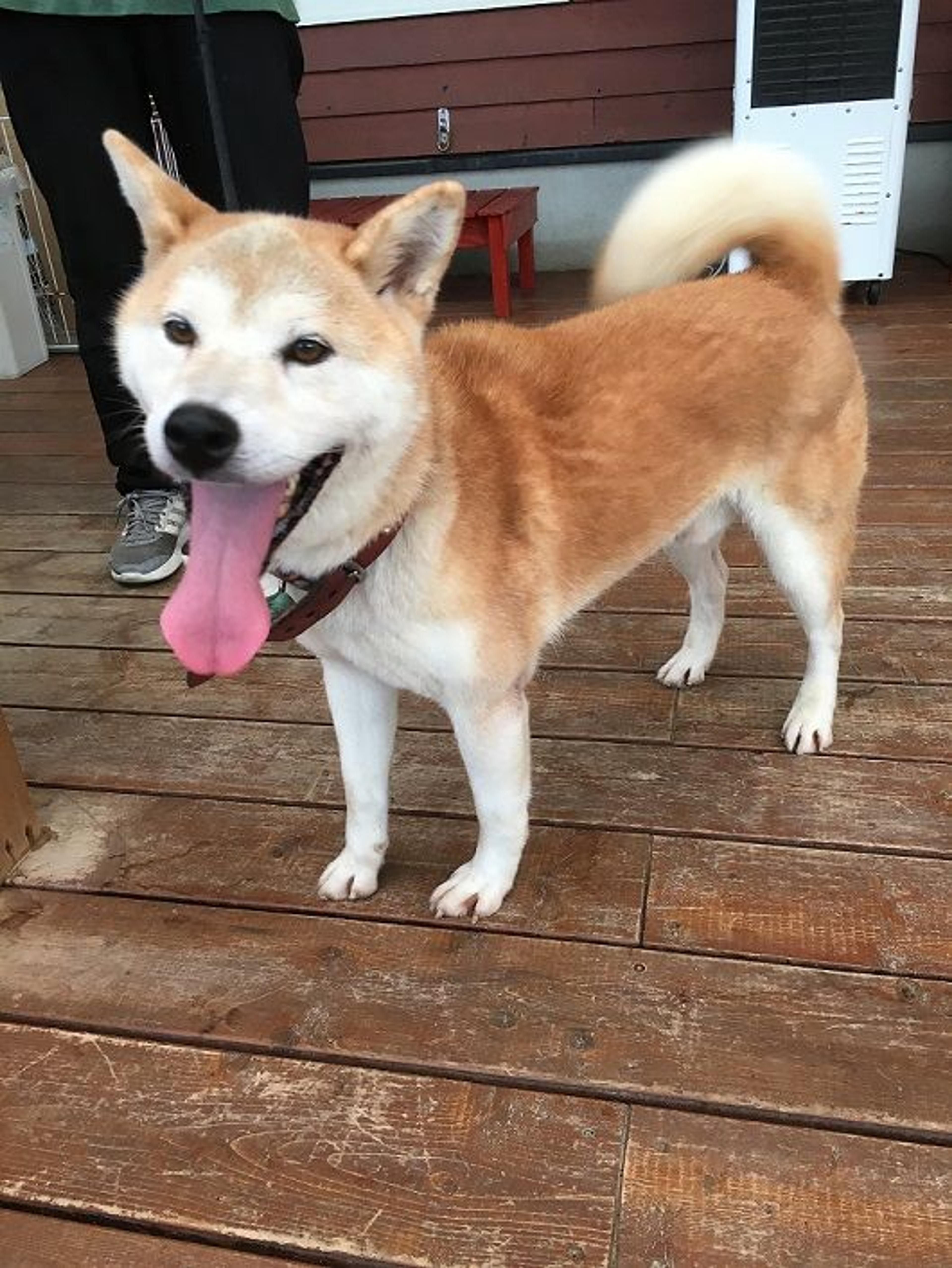 pet-image-3