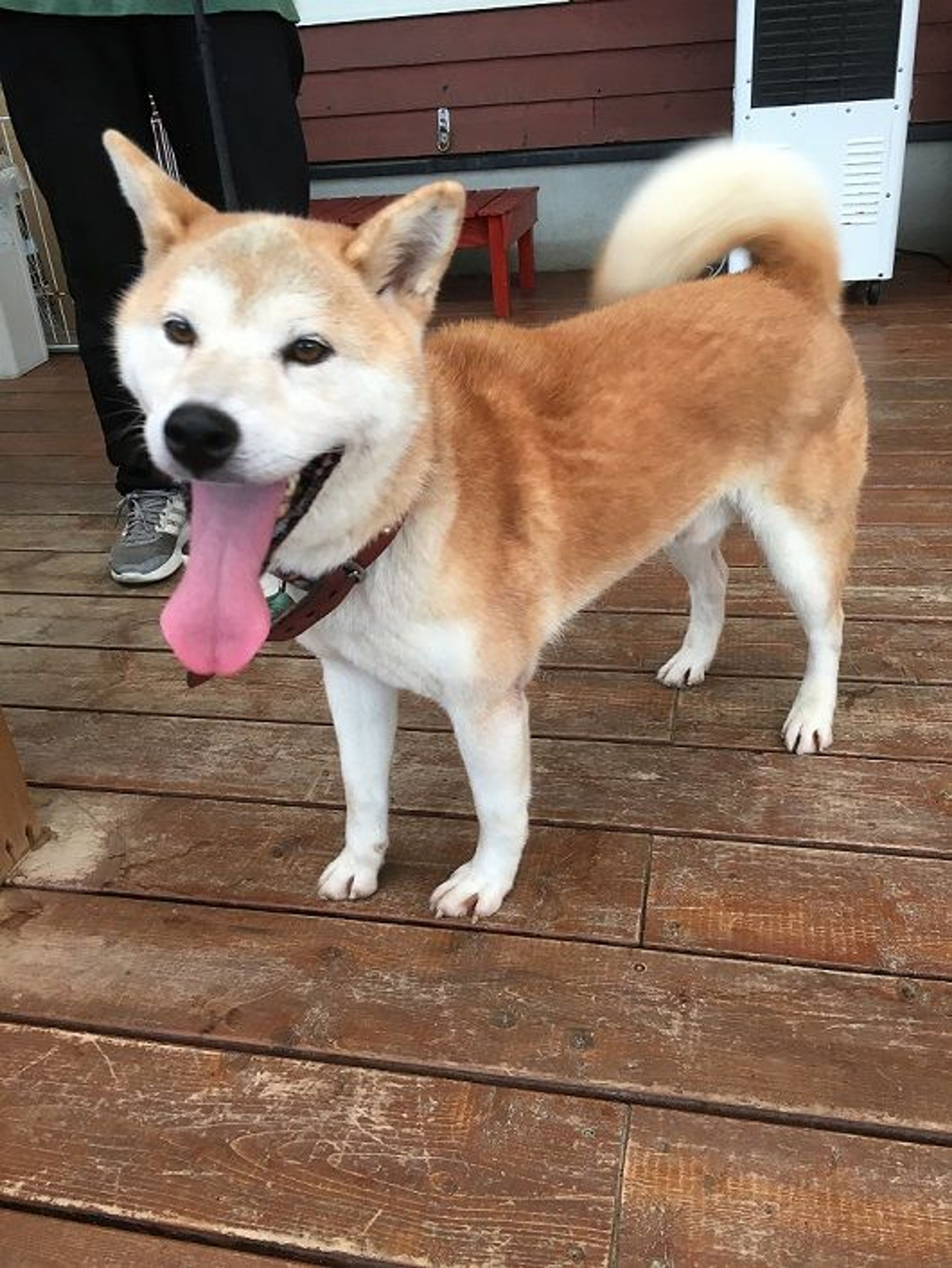 pet-image-3