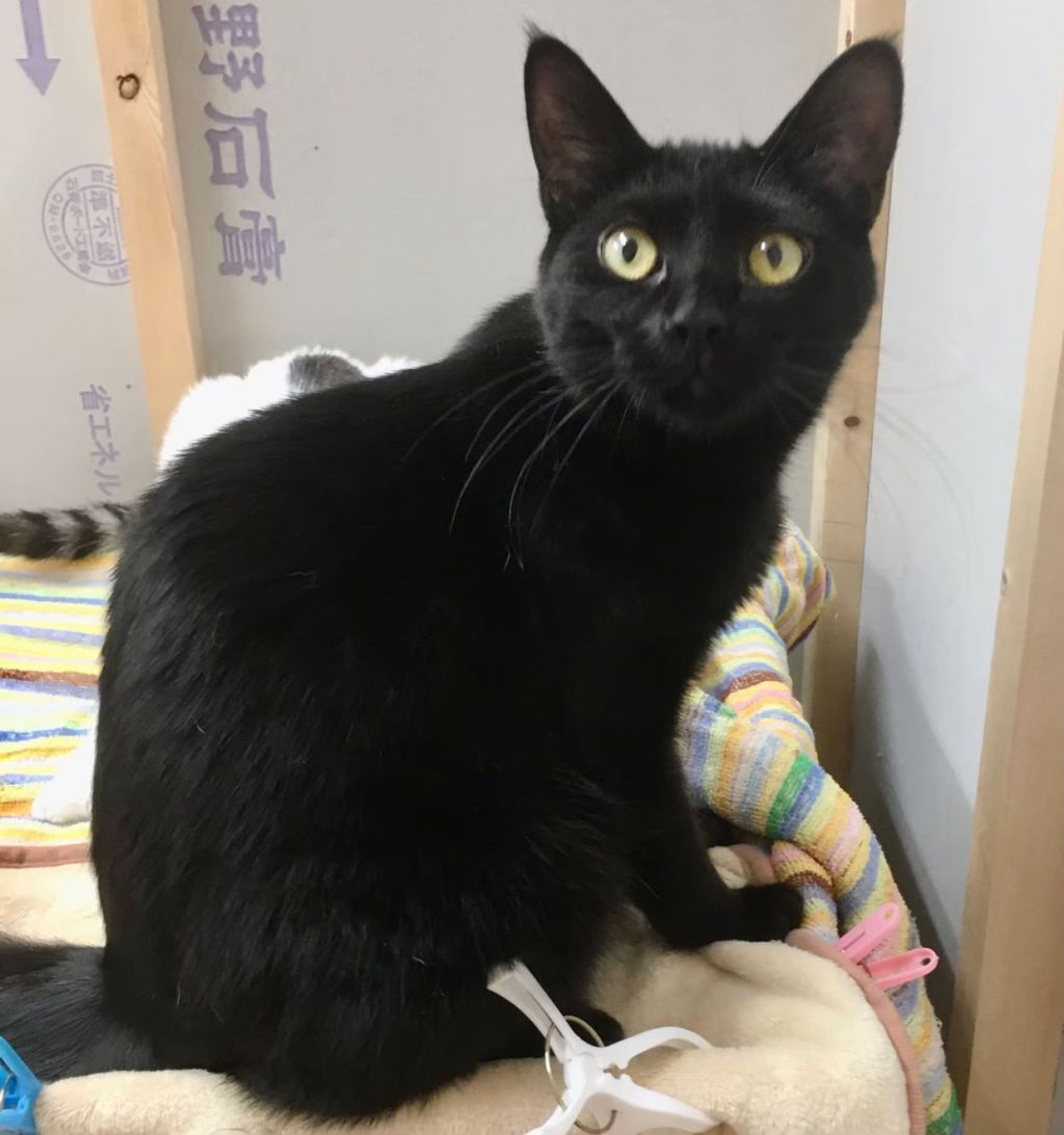 雑種（ミックス猫）・オスの里親募集の写真