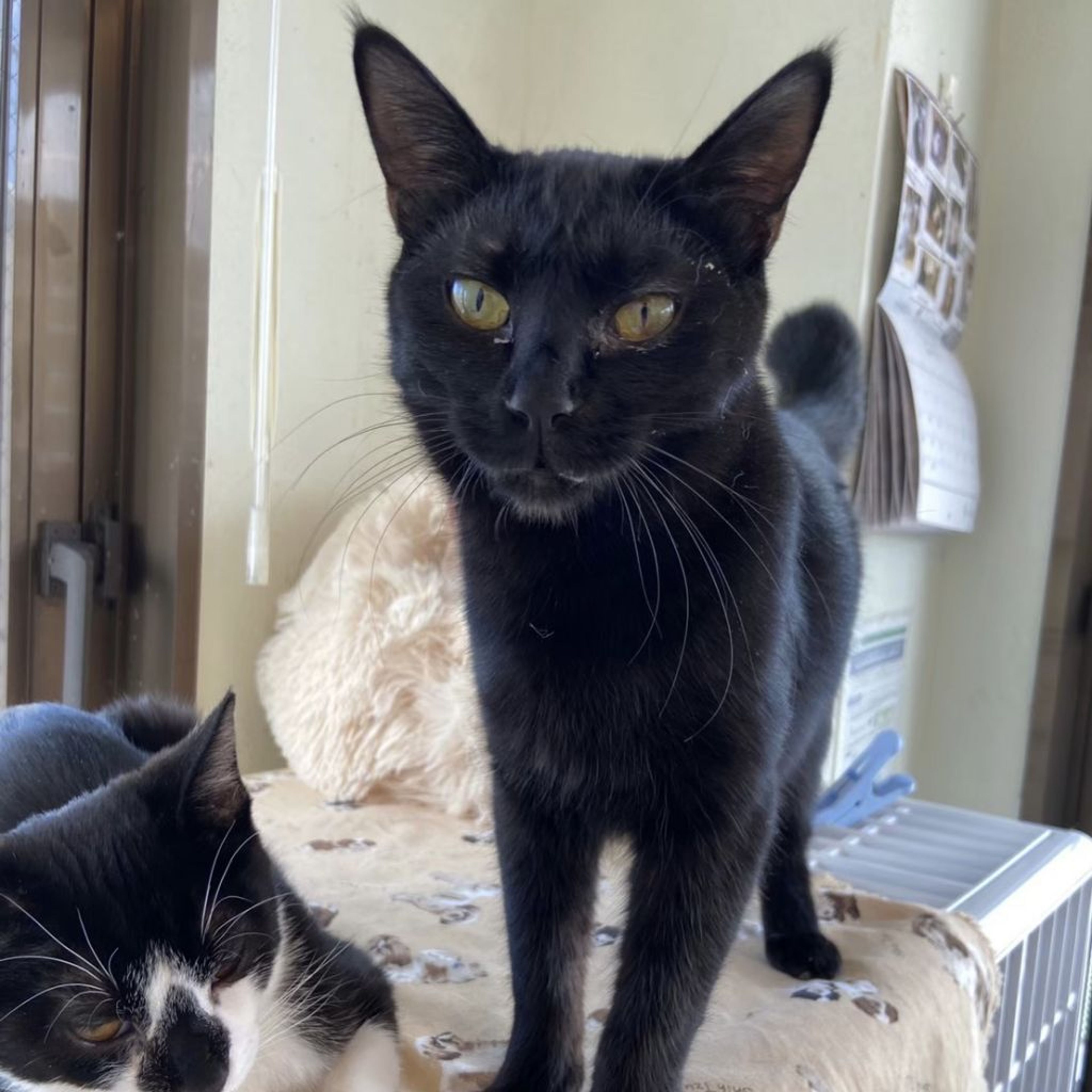pet-image-2