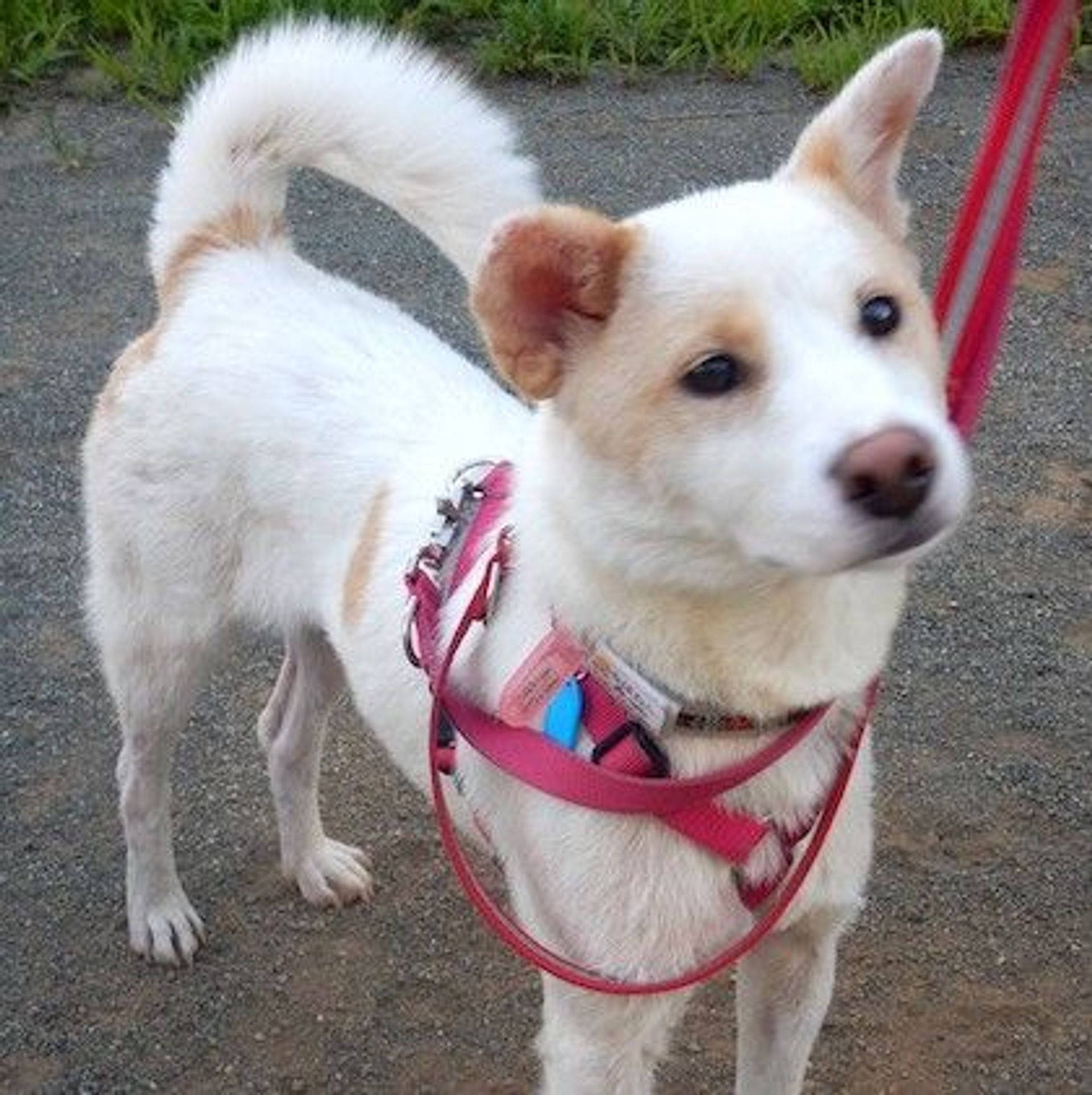雑種（ミックス犬）・メスの里親募集の写真