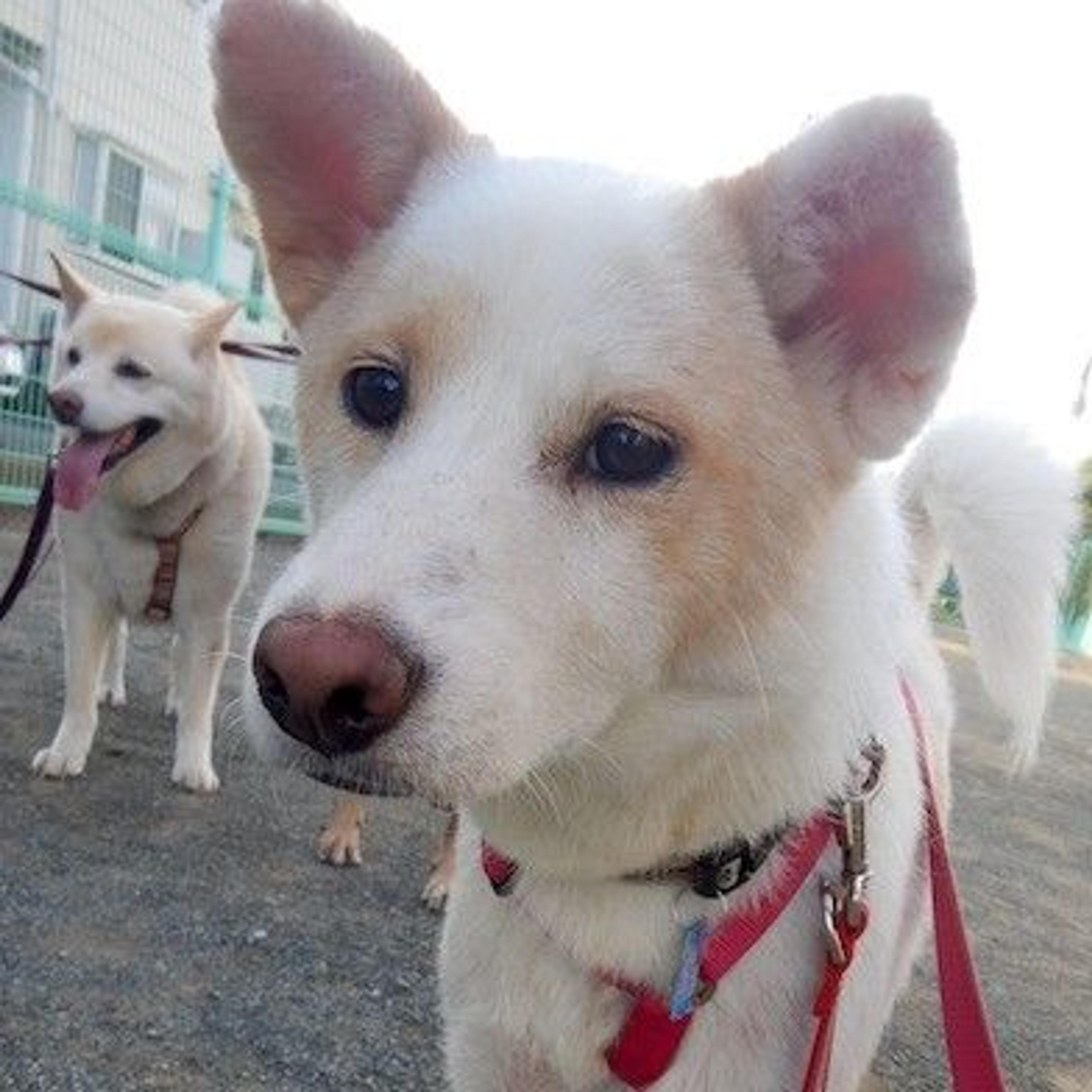 pet-image-2