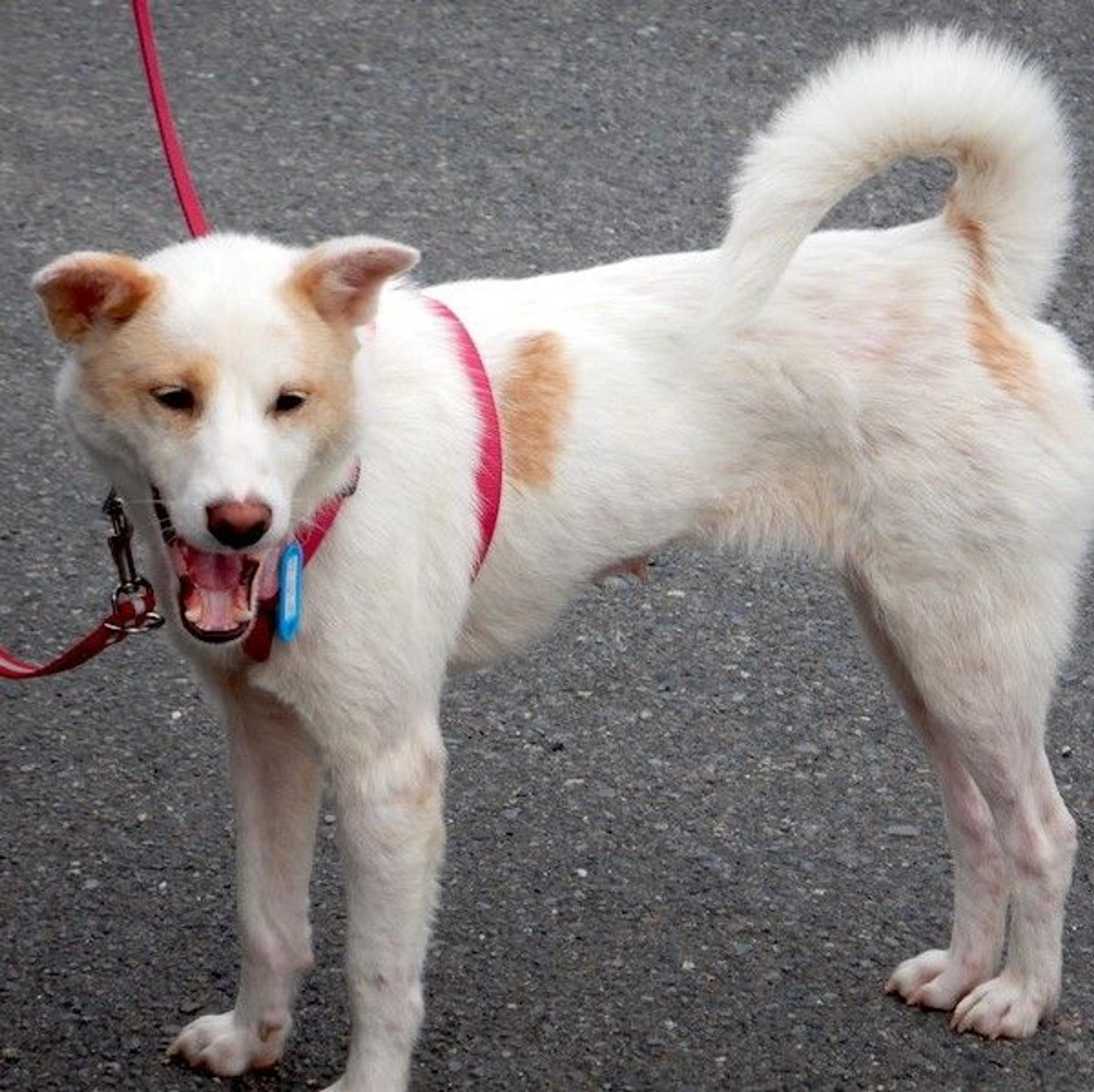 pet-image-3