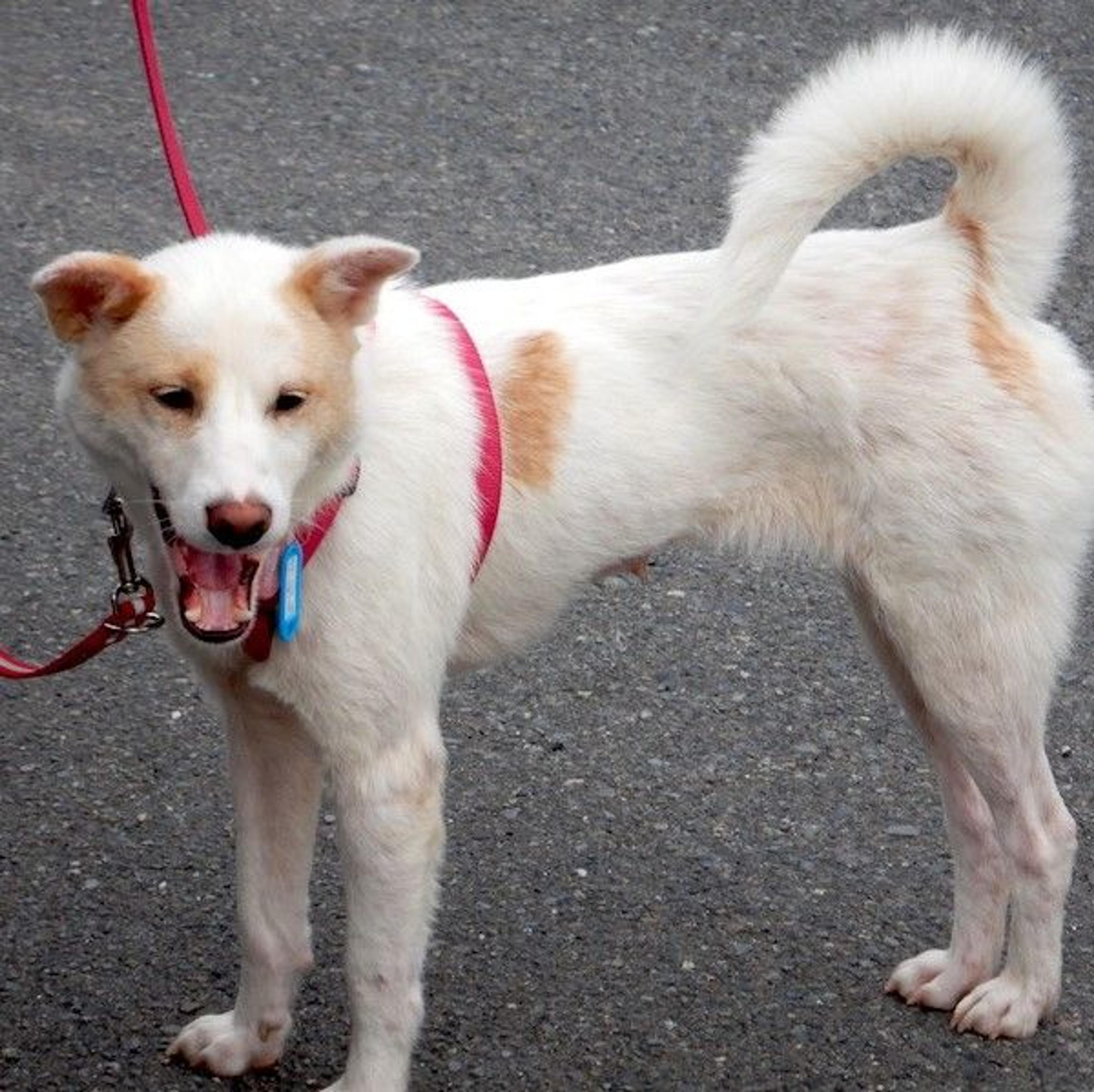 pet-image-3