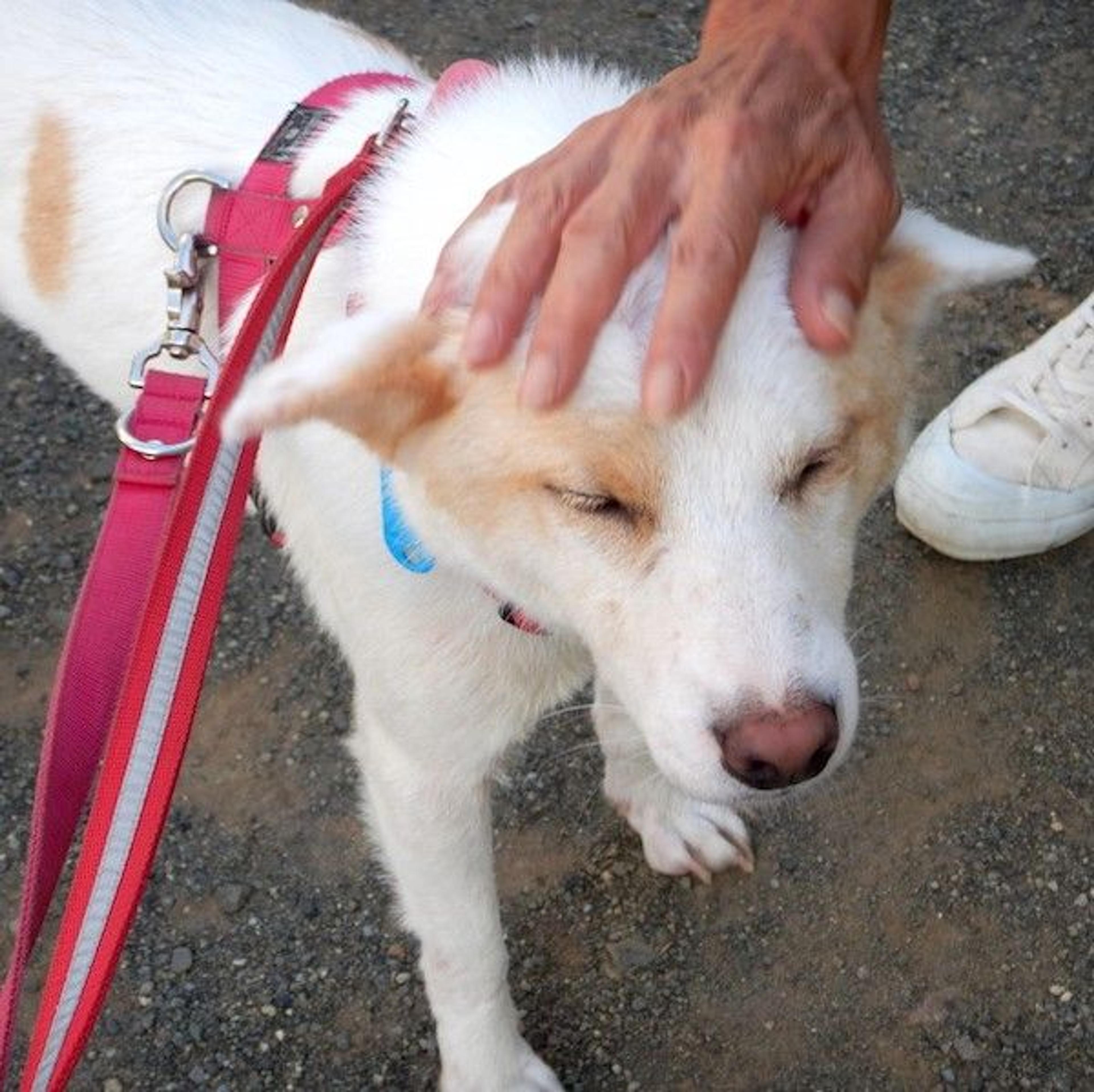 pet-image-4