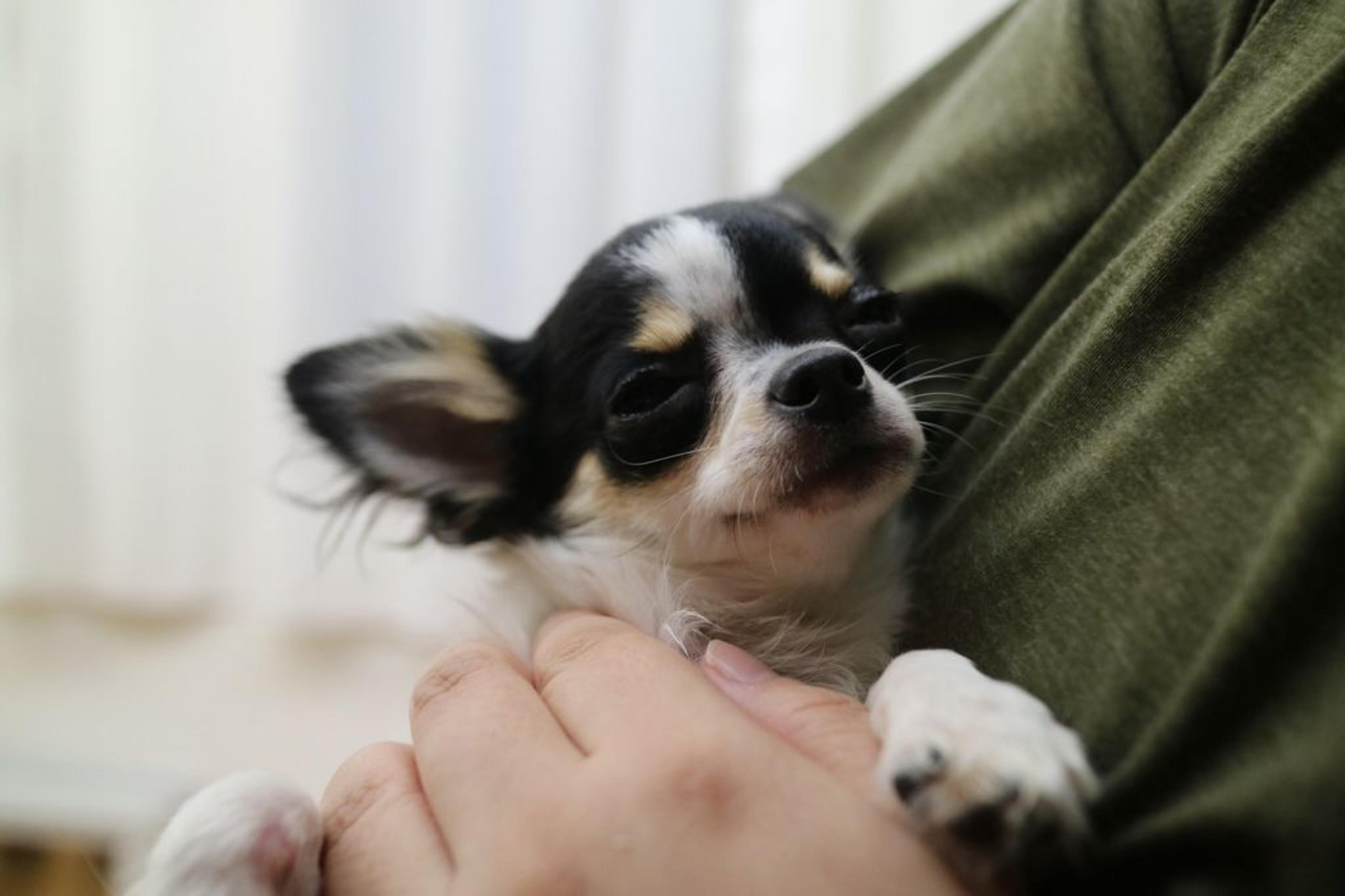 pet-image-4