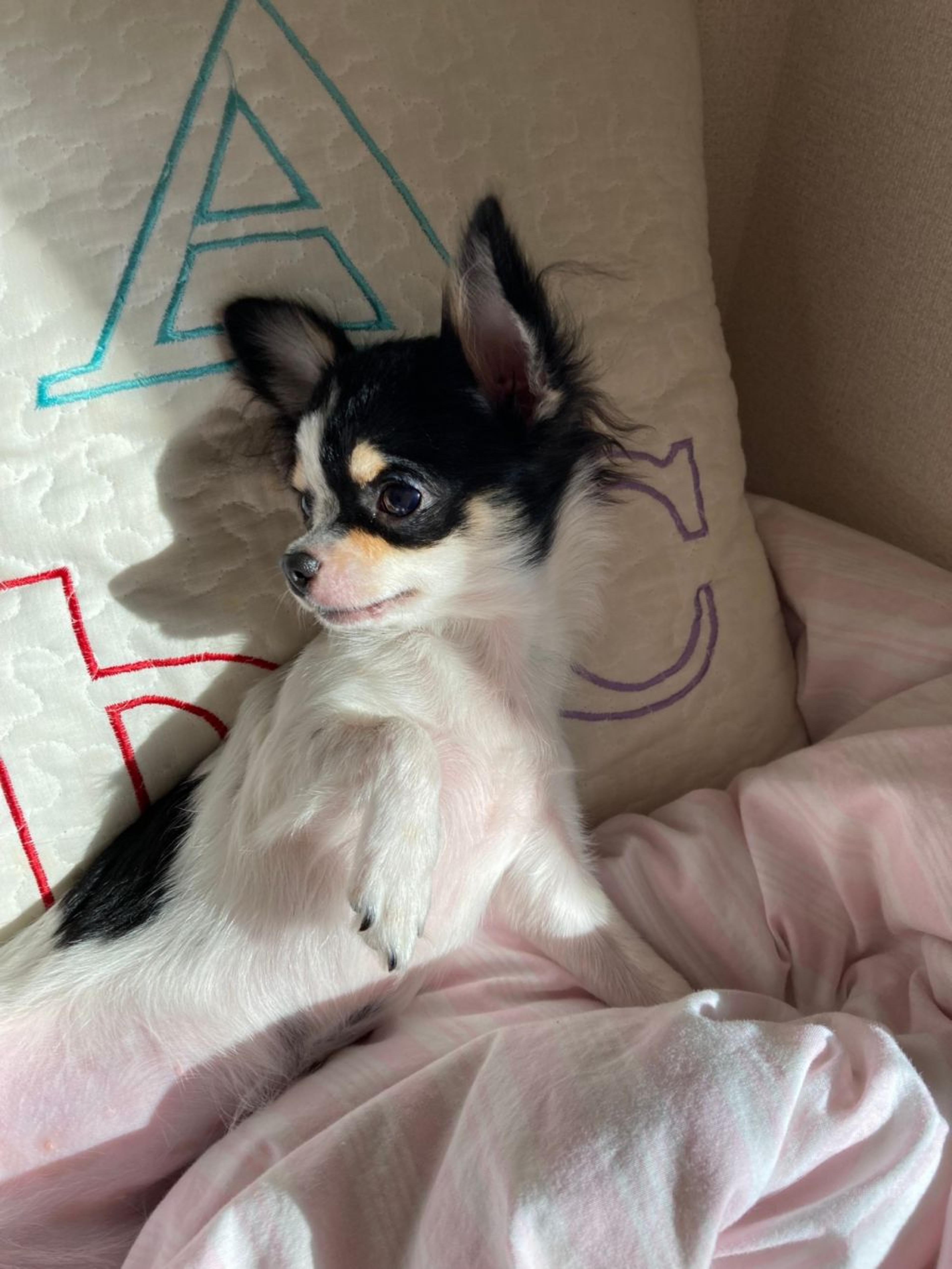 pet-image-2