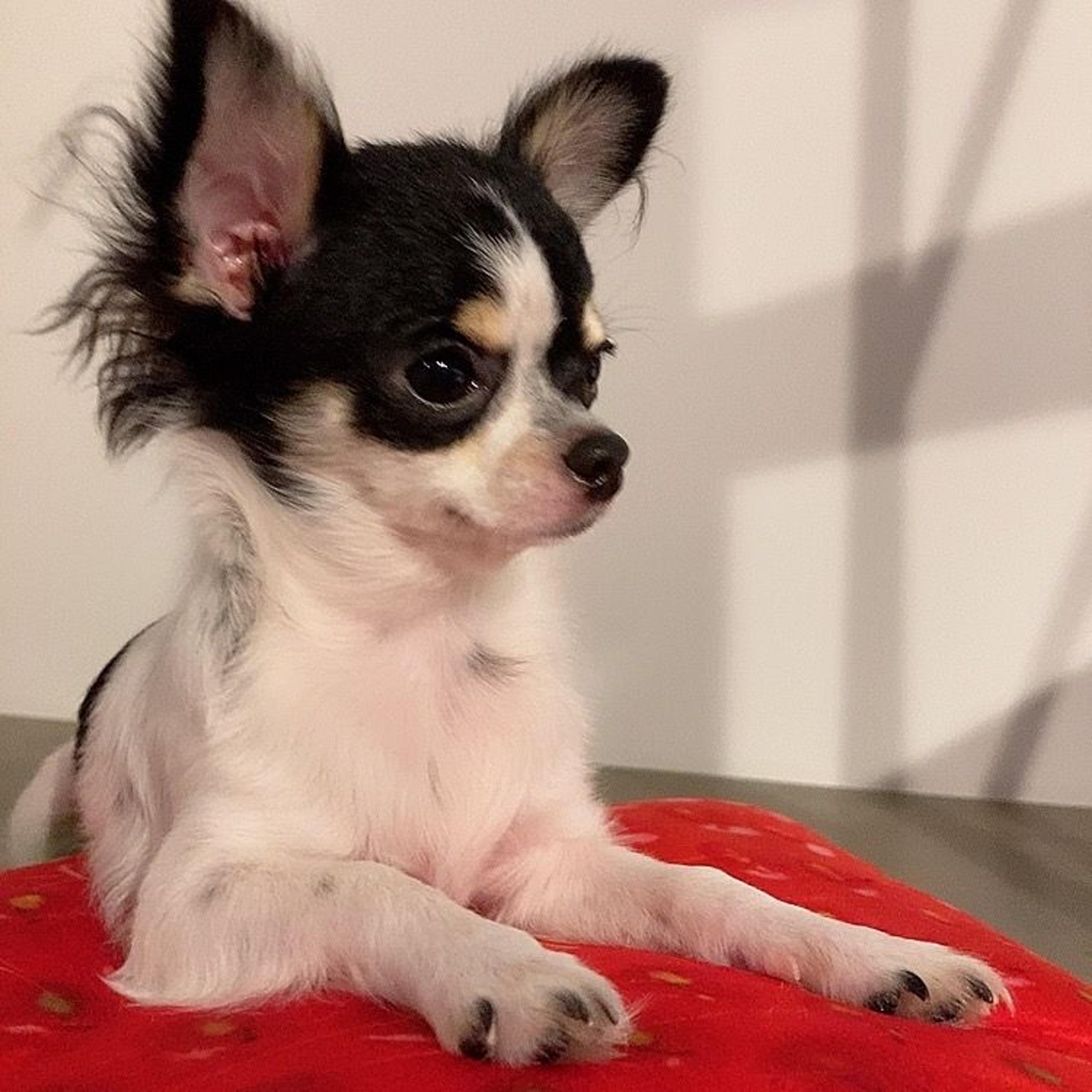 pet-image-3