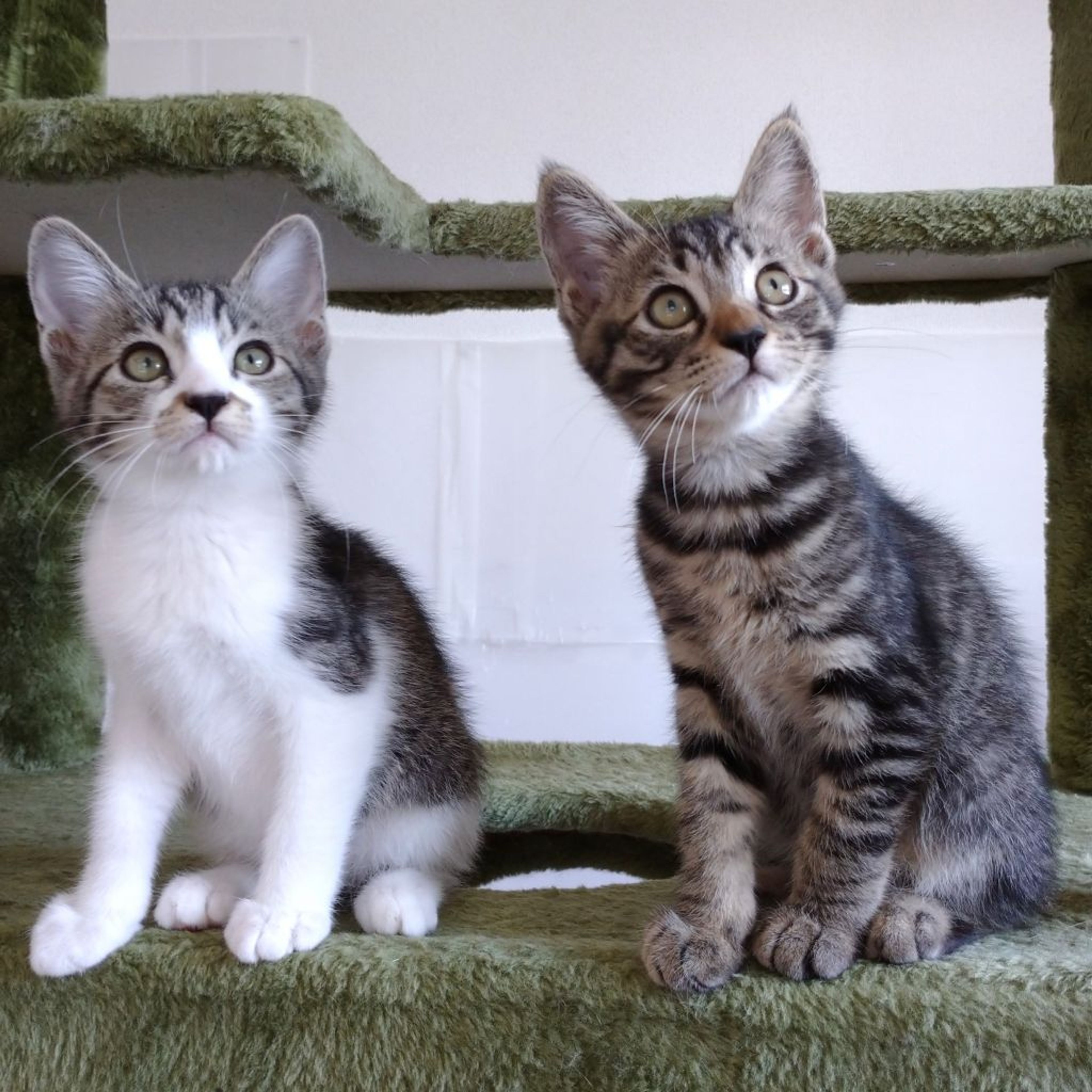 雑種（ミックス猫）・メスの里親募集の写真