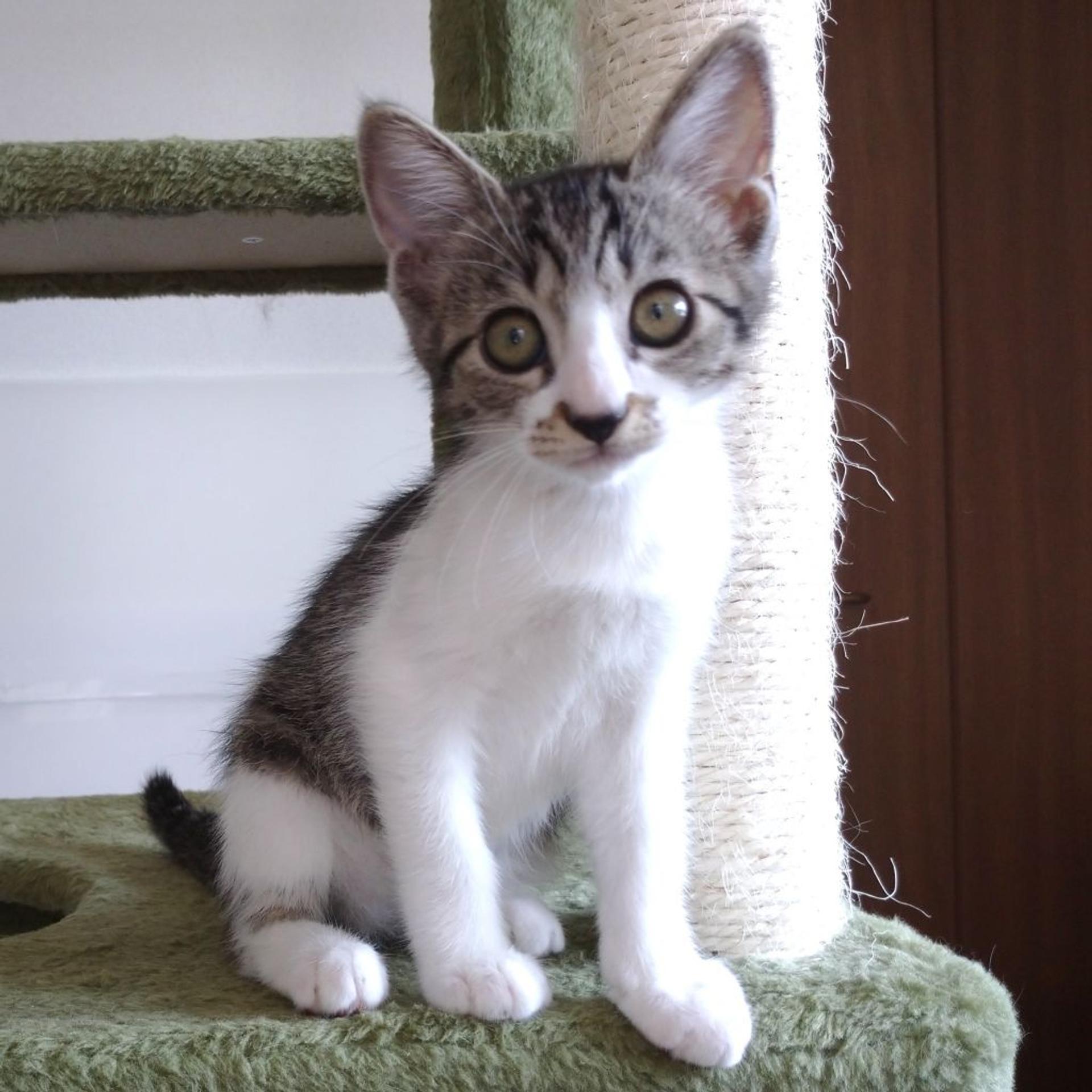 pet-image-2