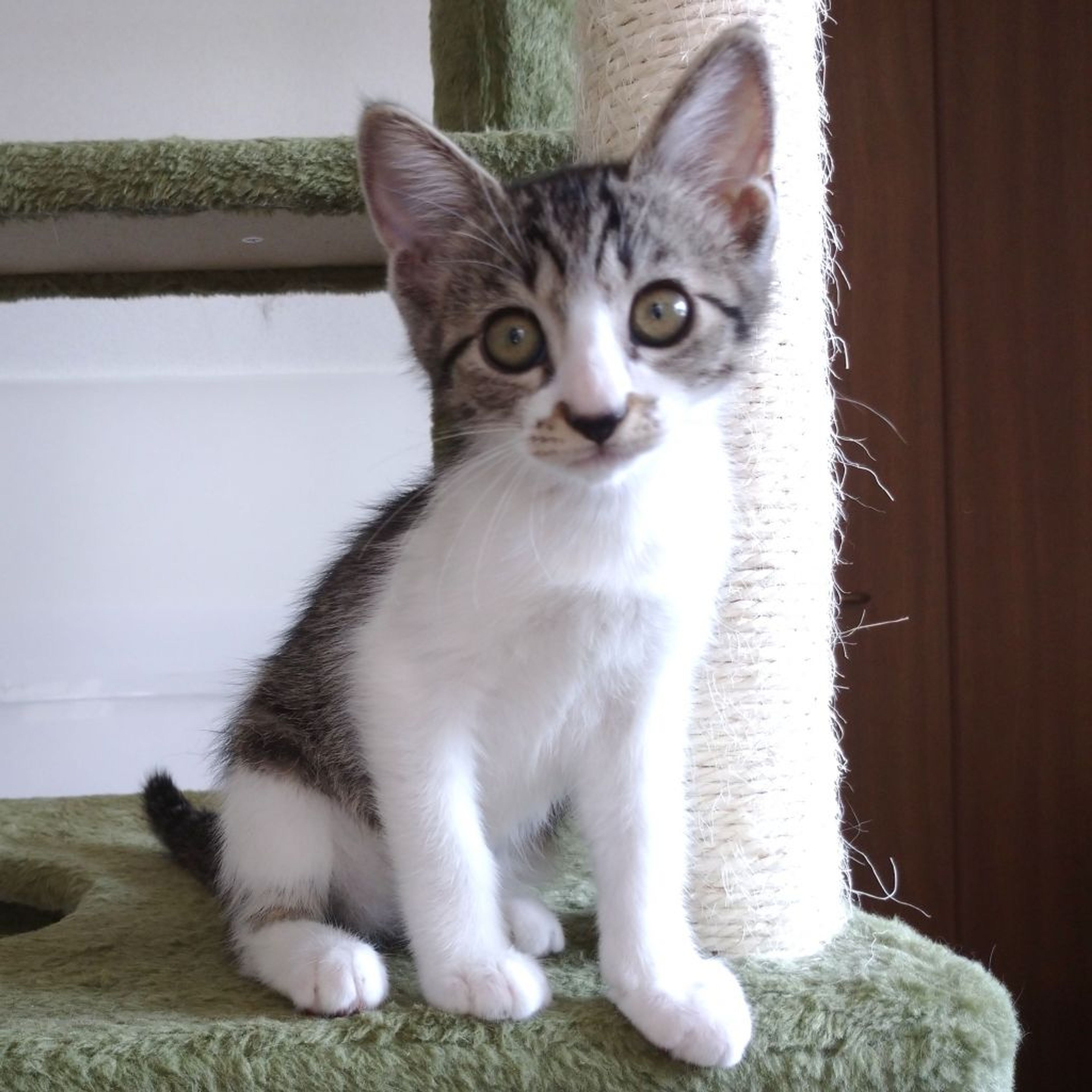 pet-image-2