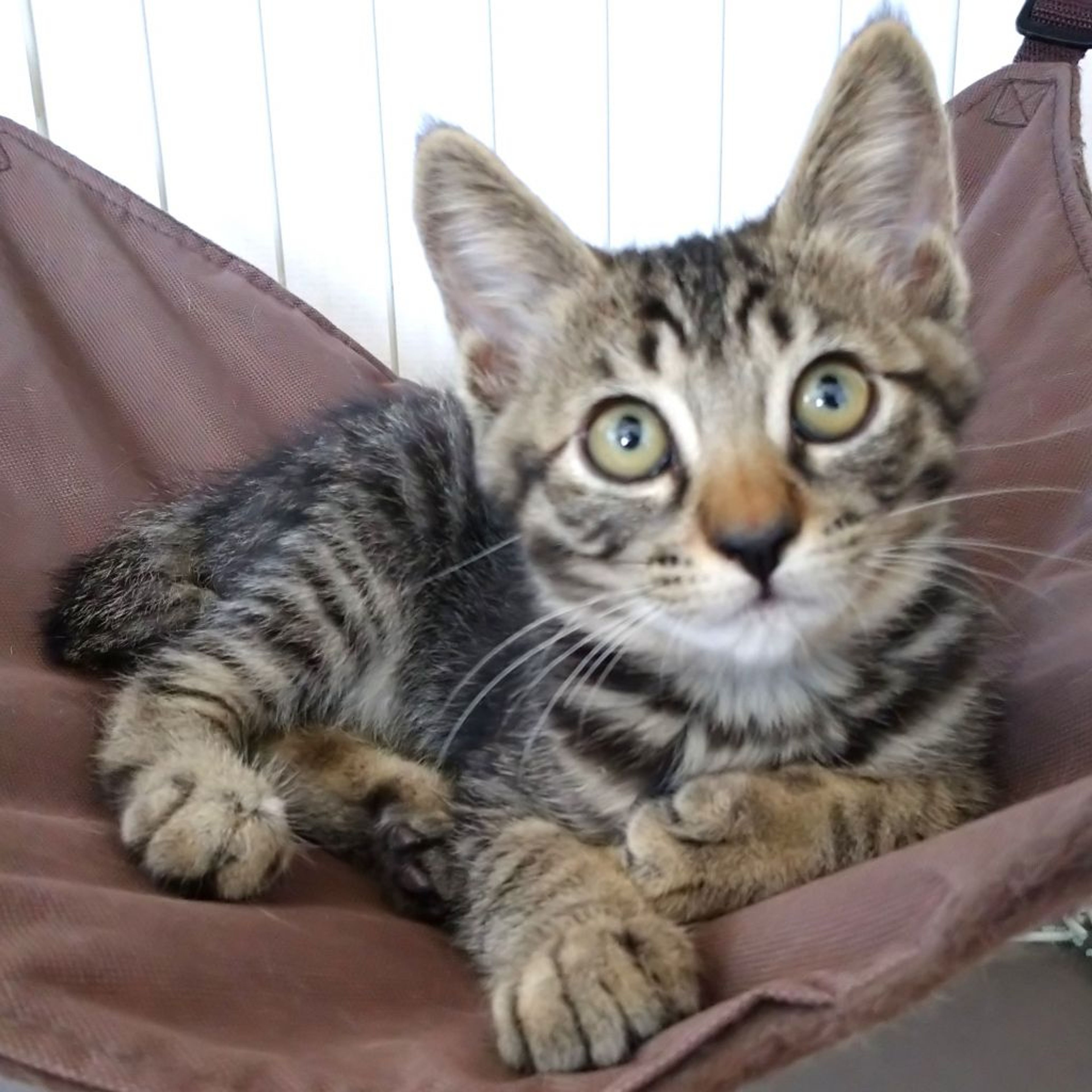 pet-image-3