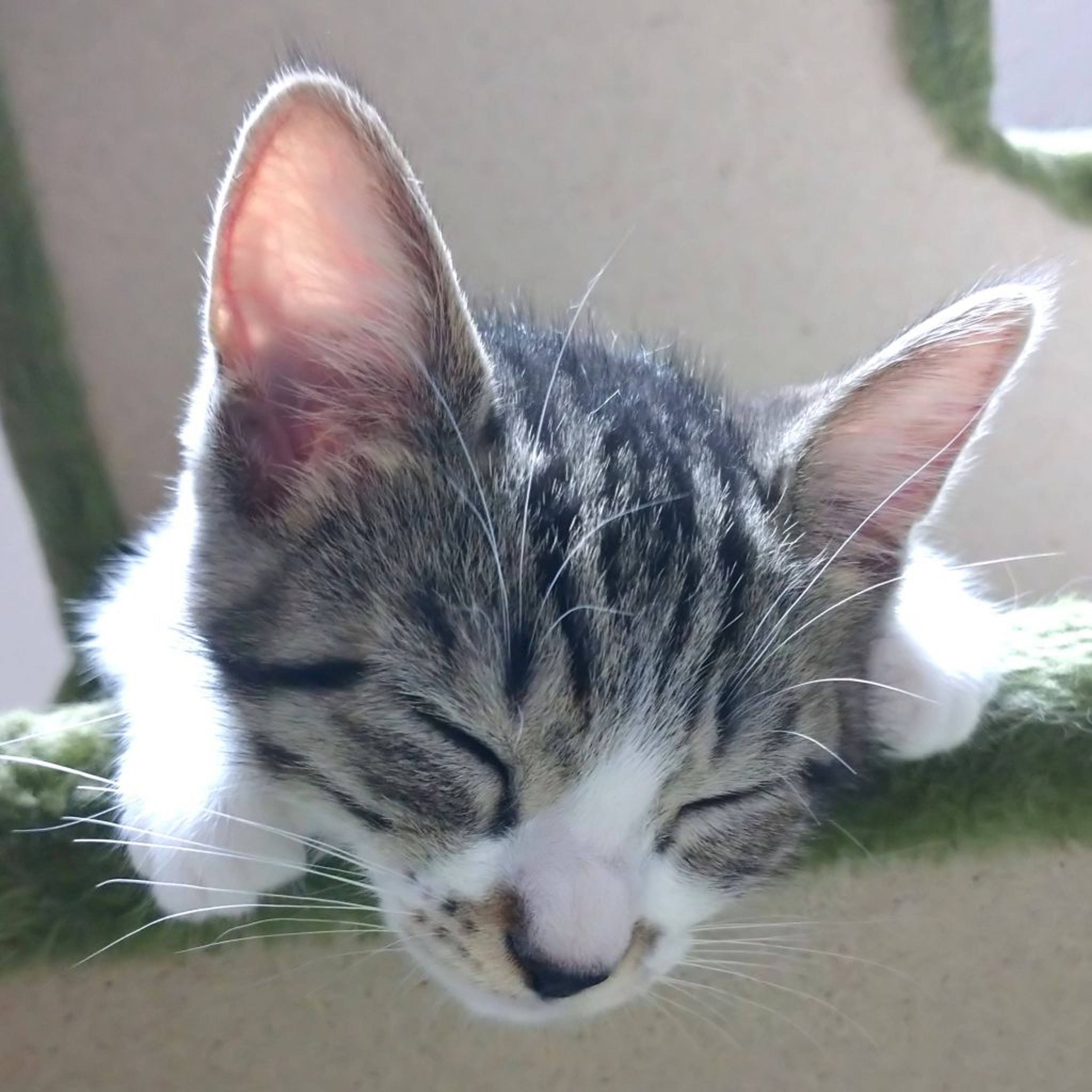 pet-image-4