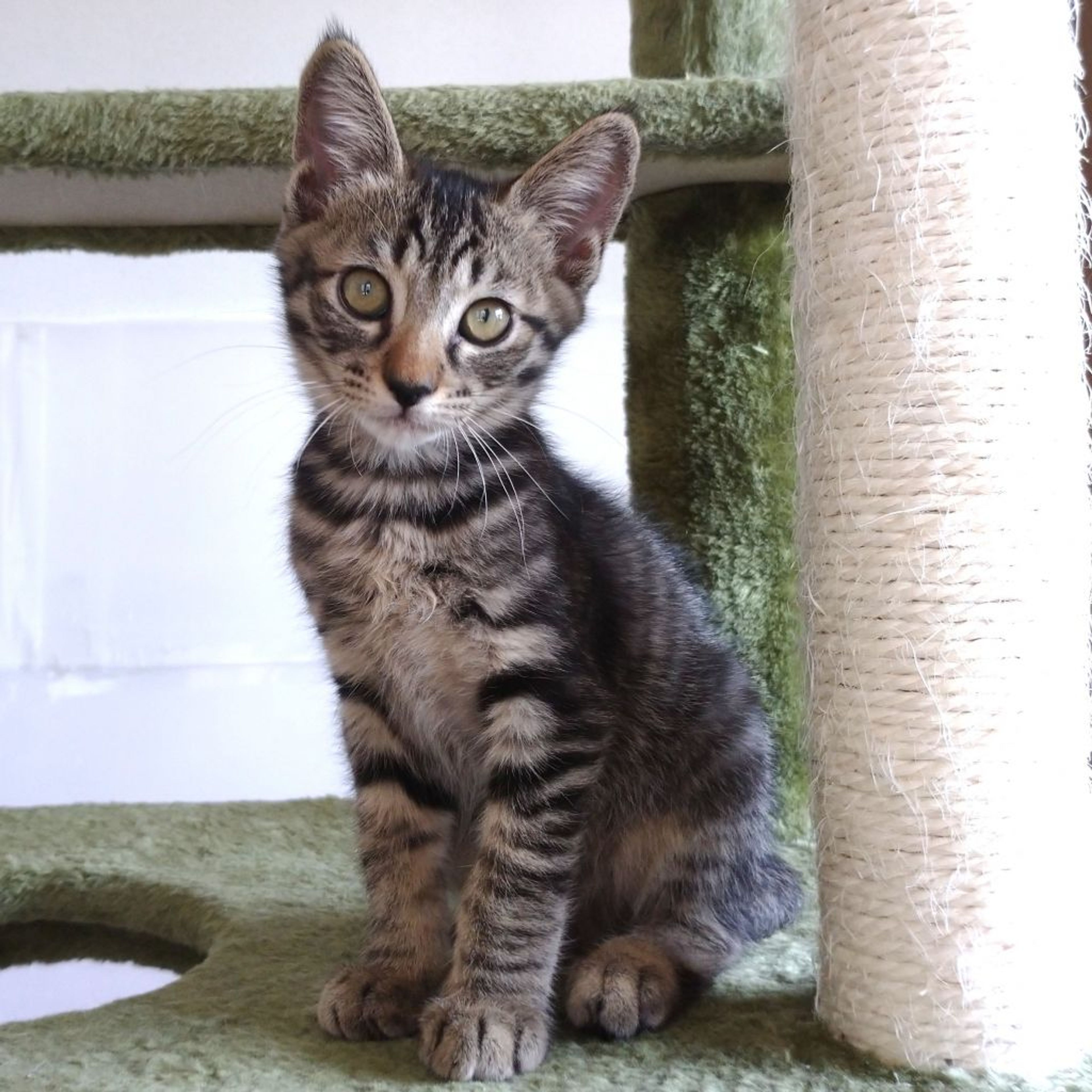 pet-image-5