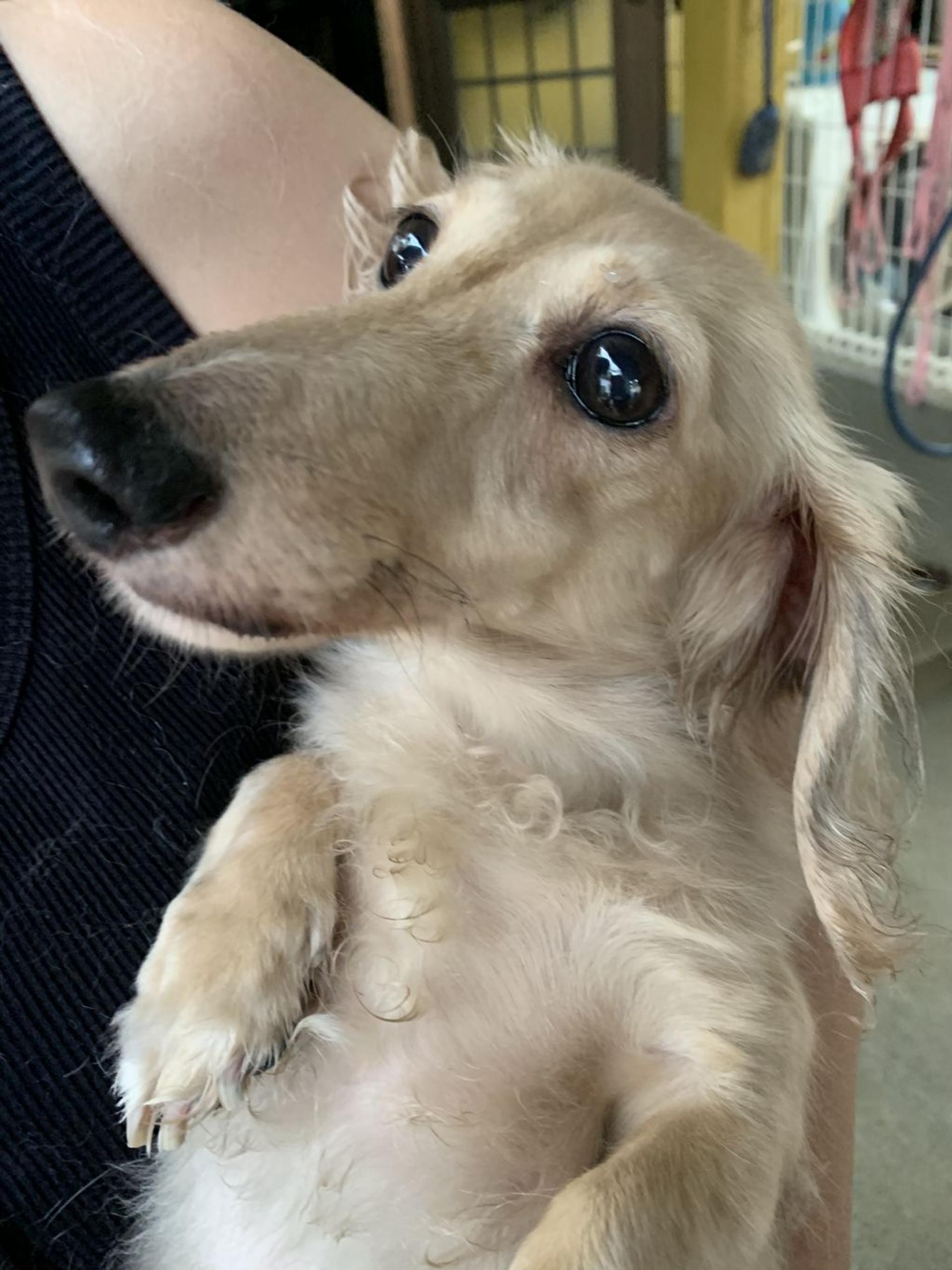 pet-image-4