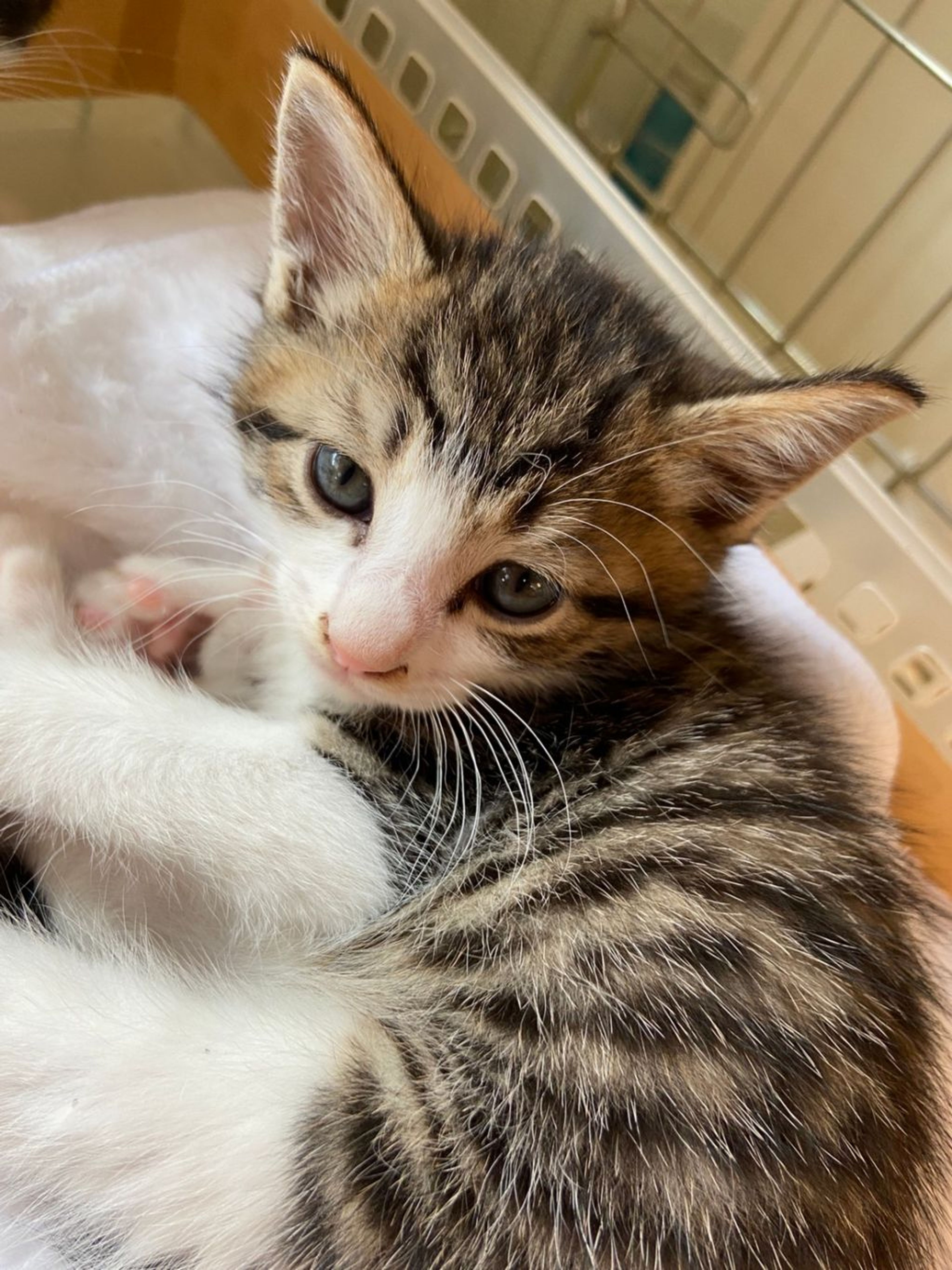 pet-image-2