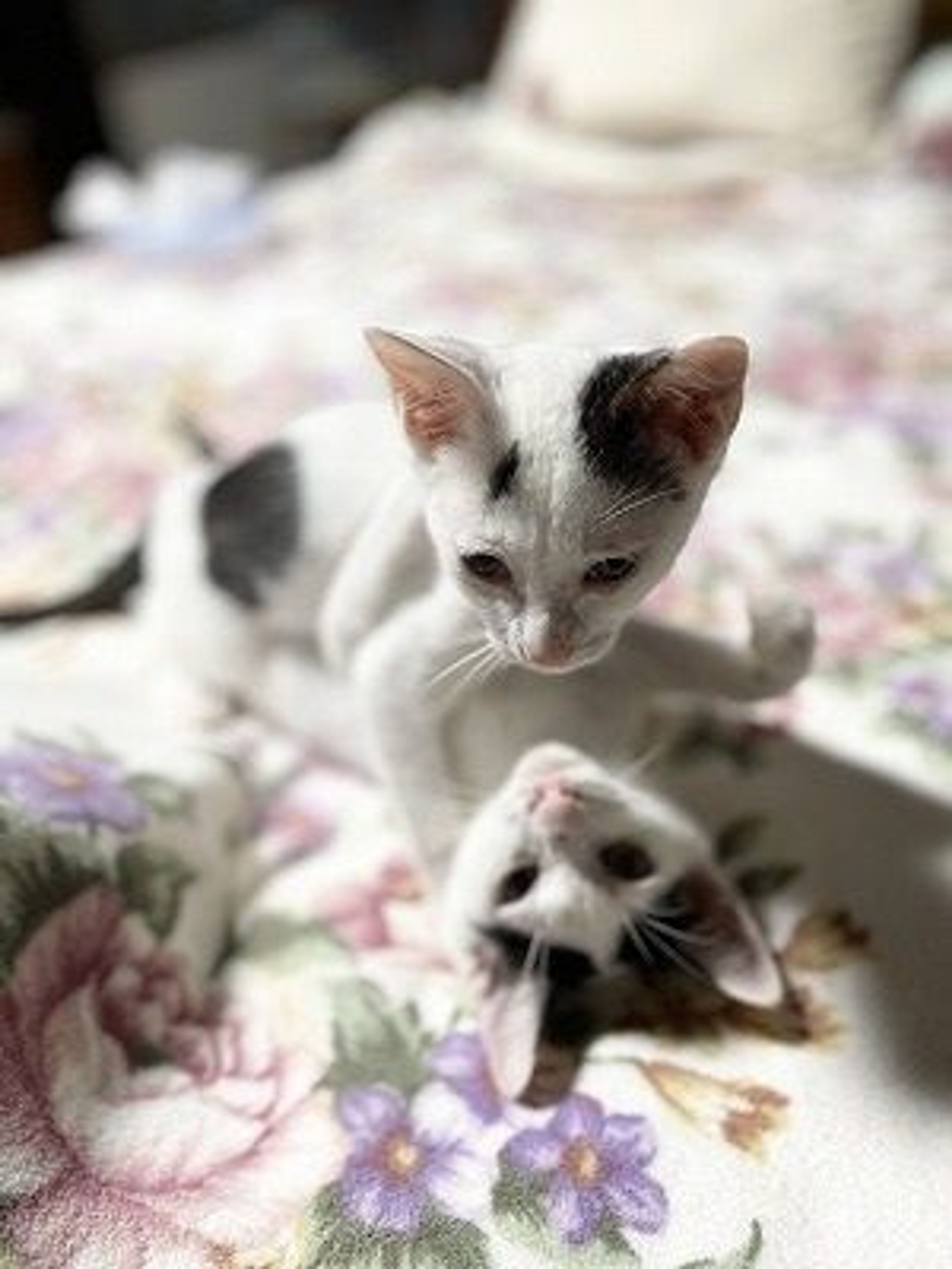 雑種（ミックス猫）・オスの里親募集の写真