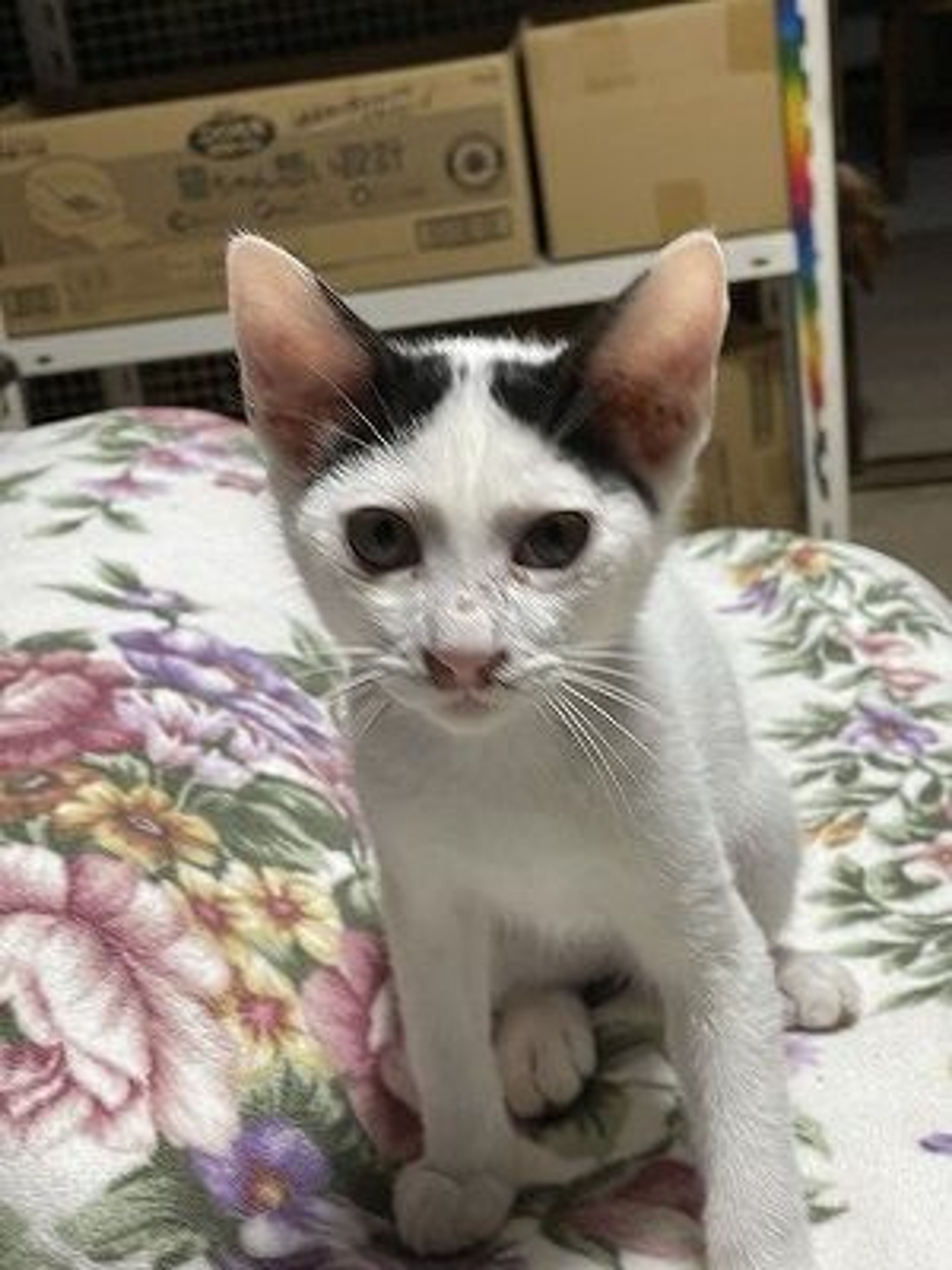 pet-image-2