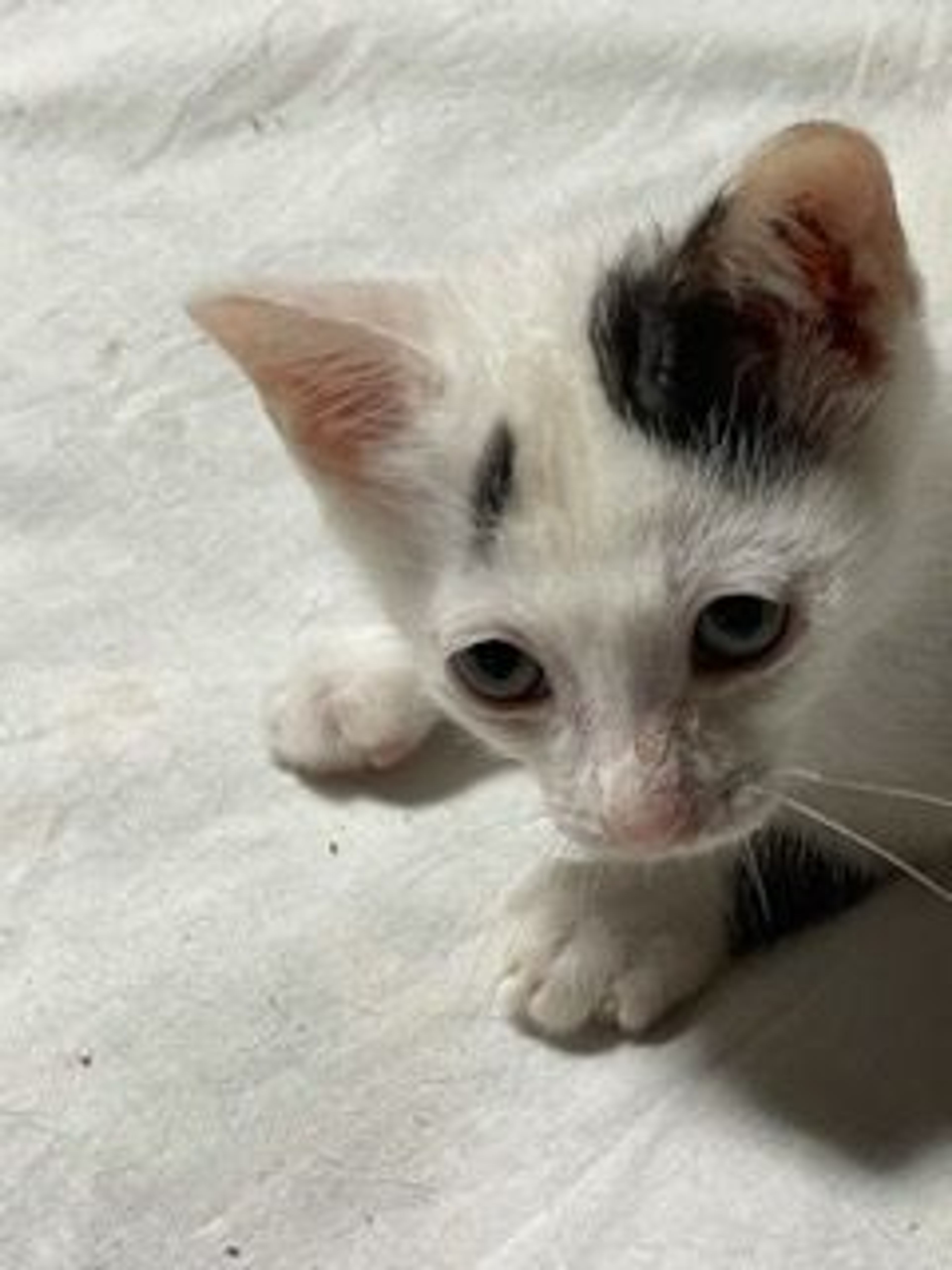 pet-image-3