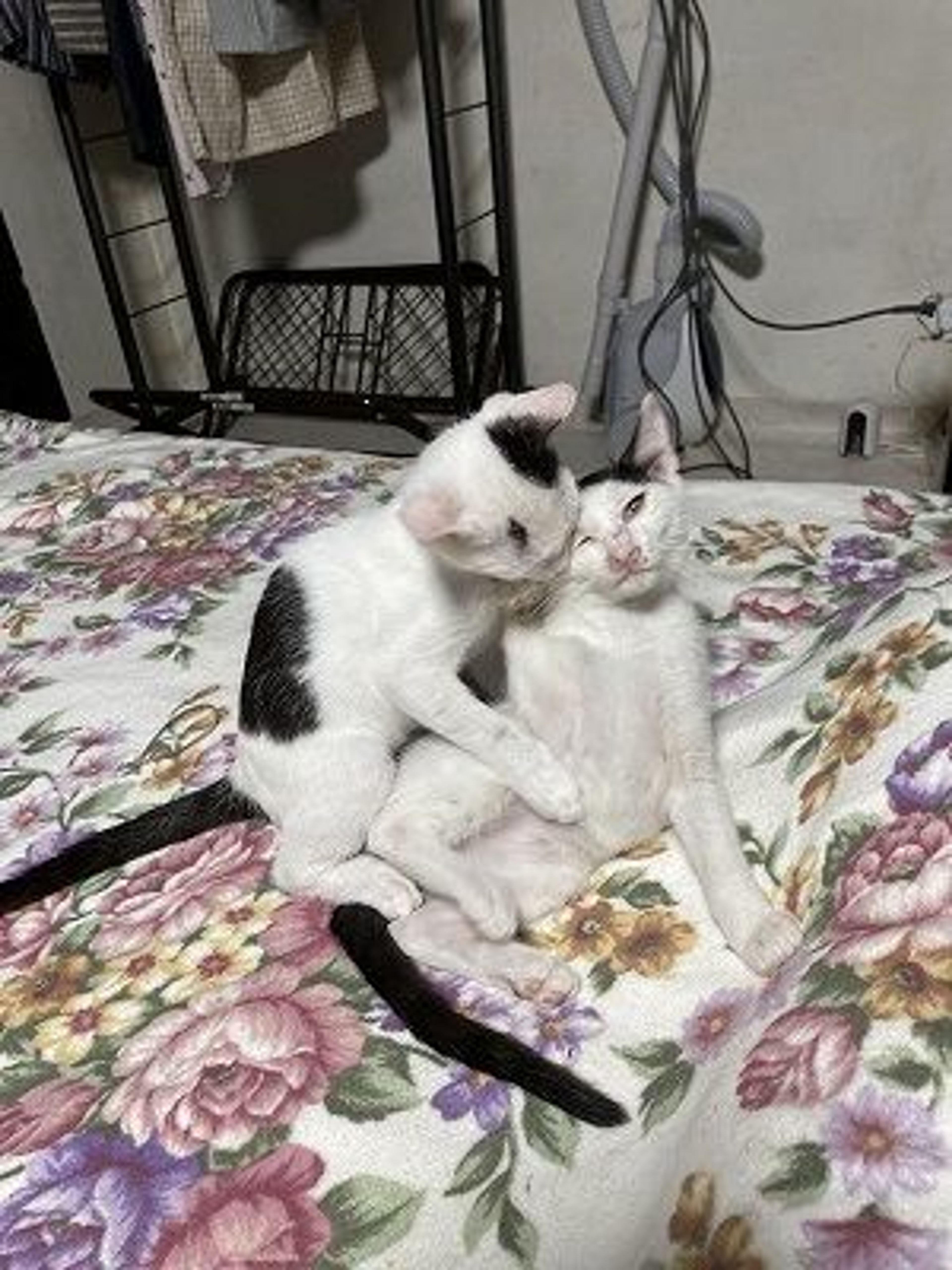 pet-image-4
