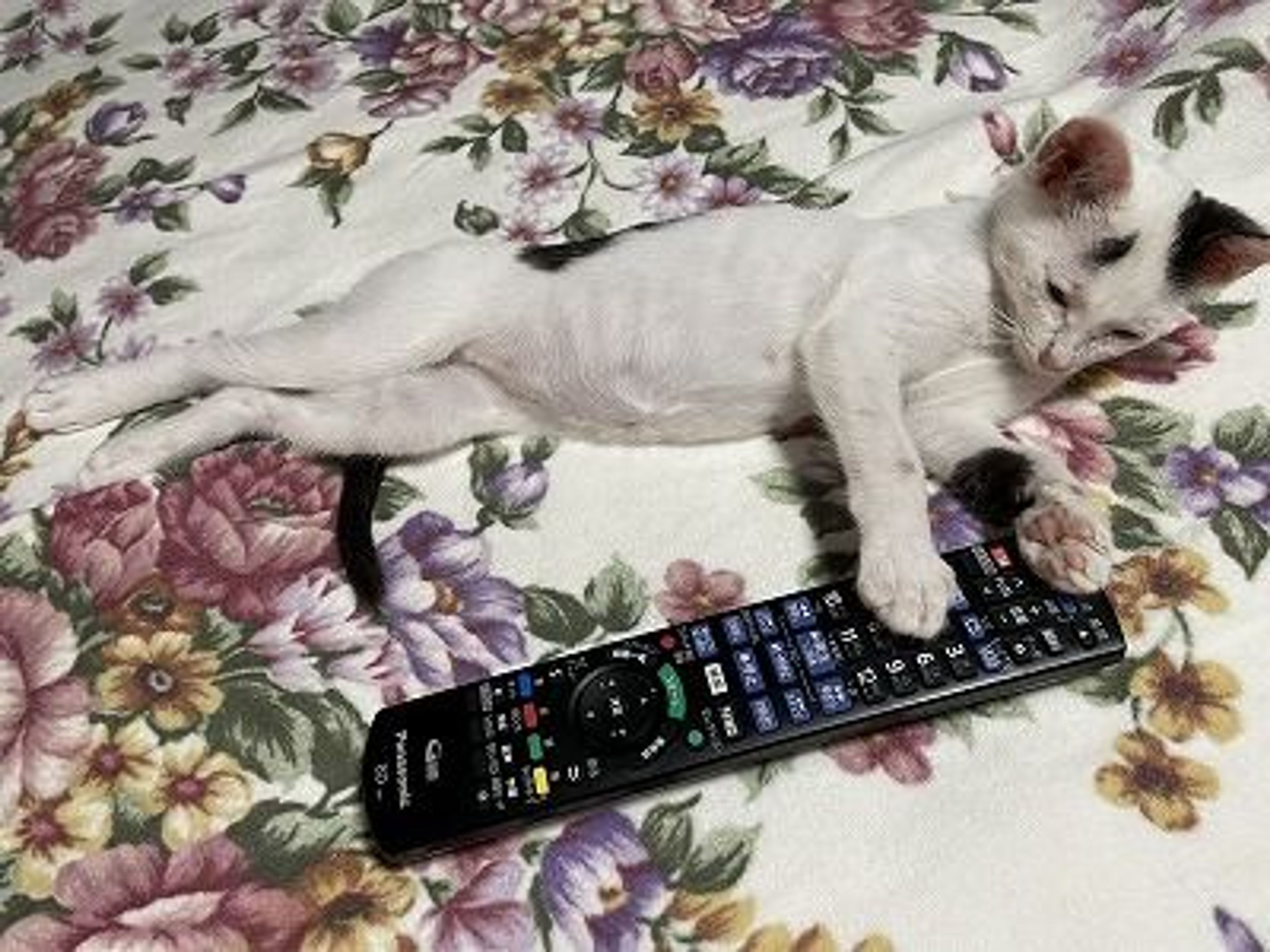 pet-image-5