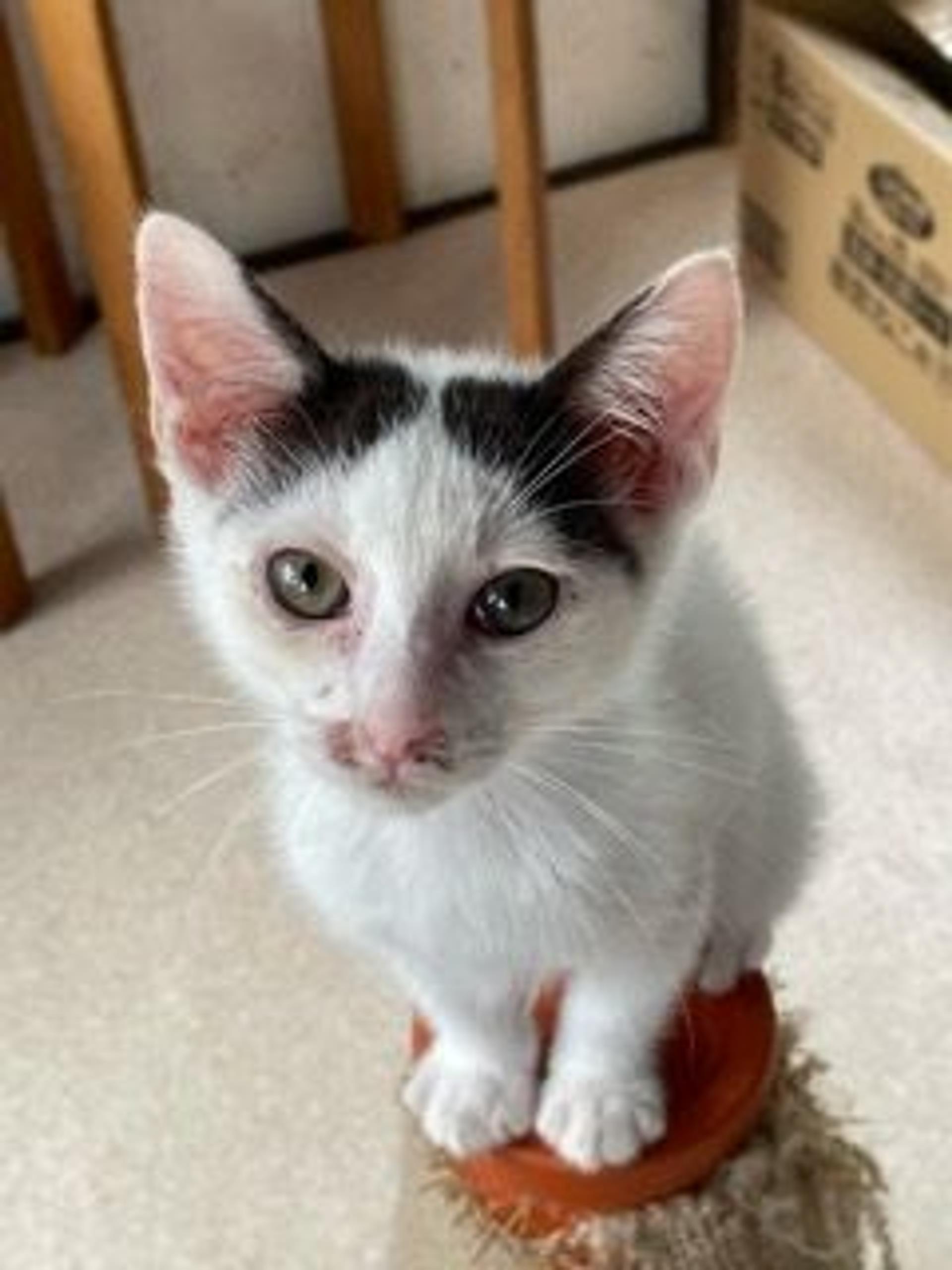 pet-image-6