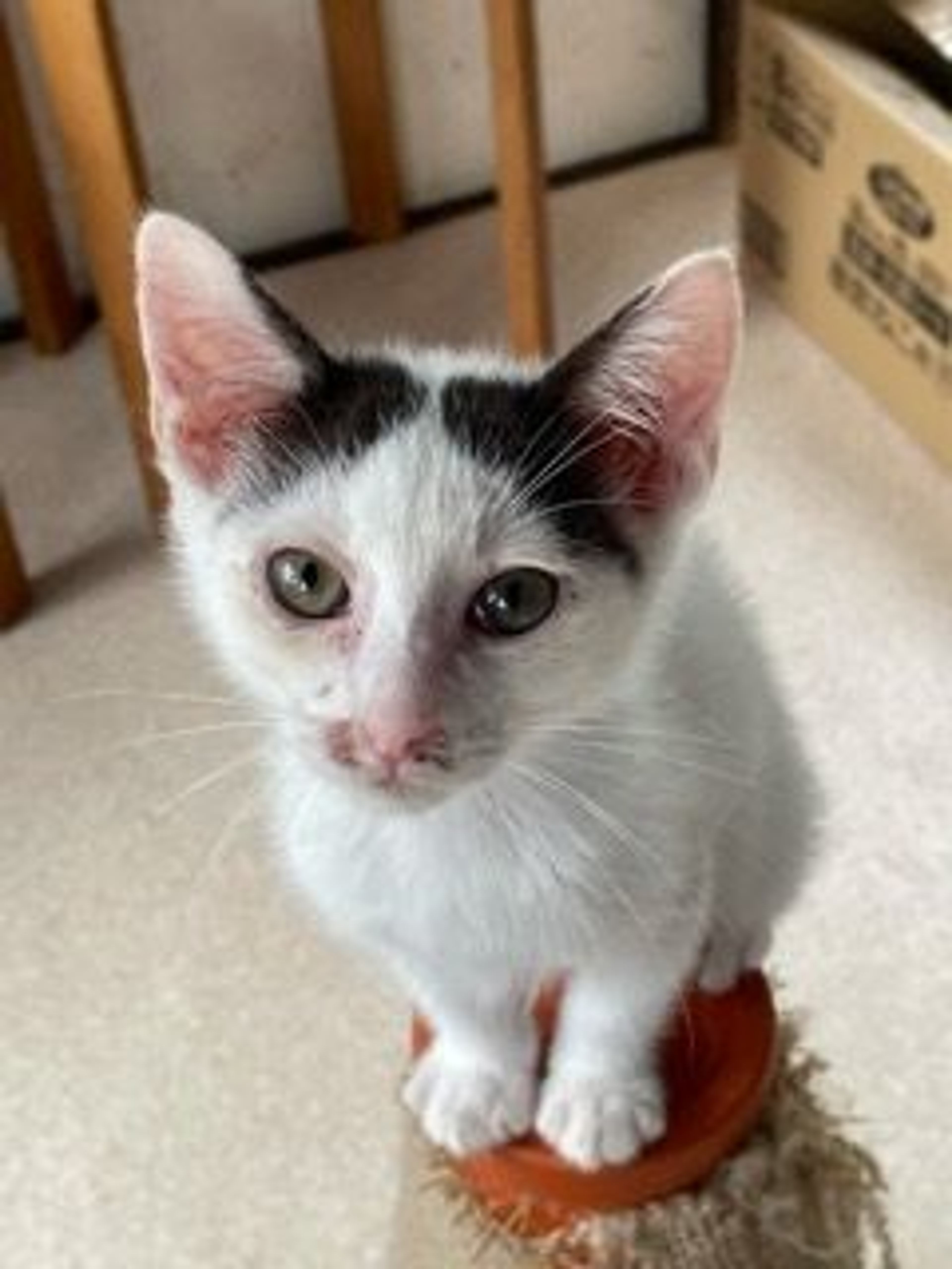 pet-image-6