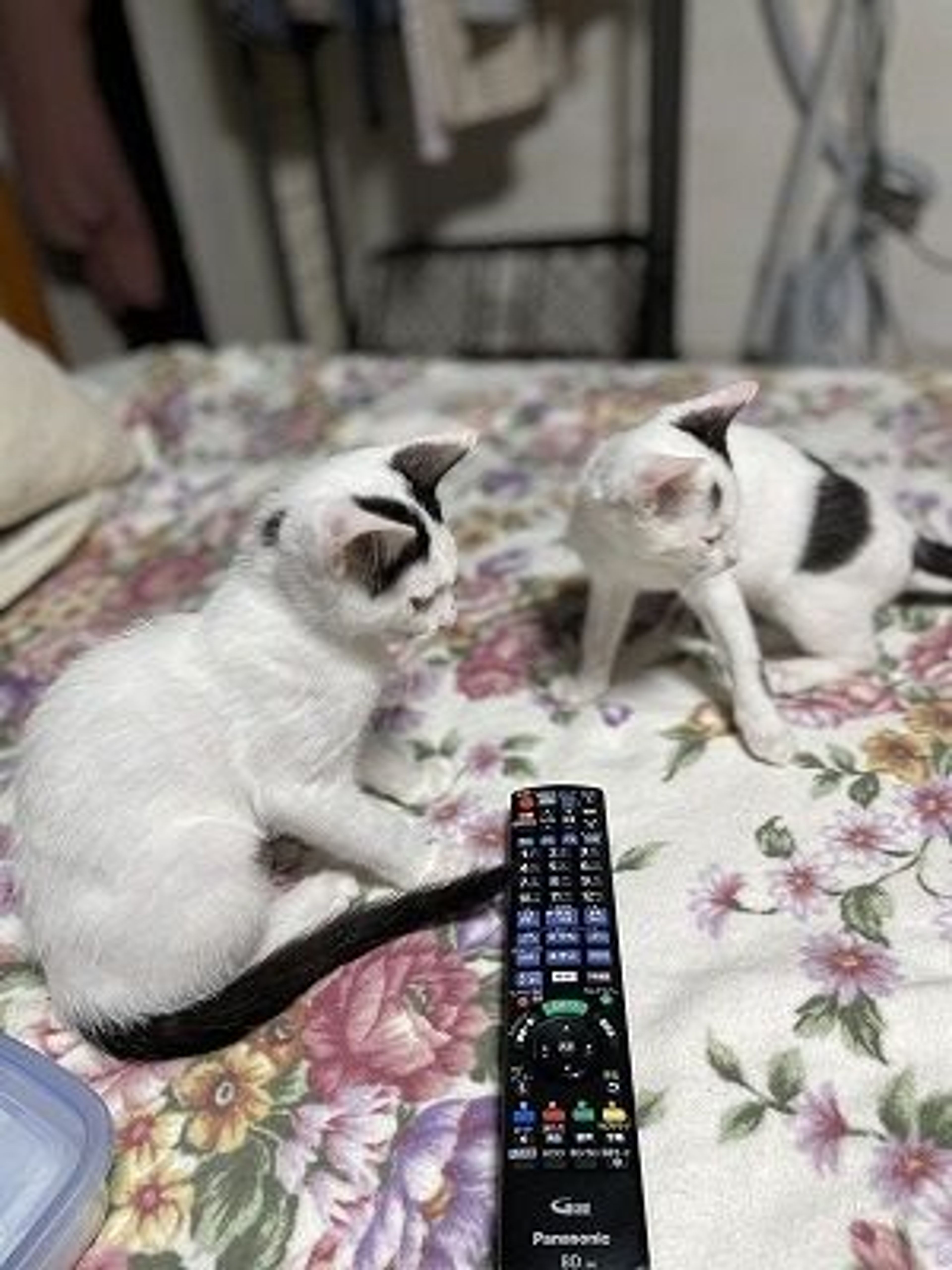 pet-image-7