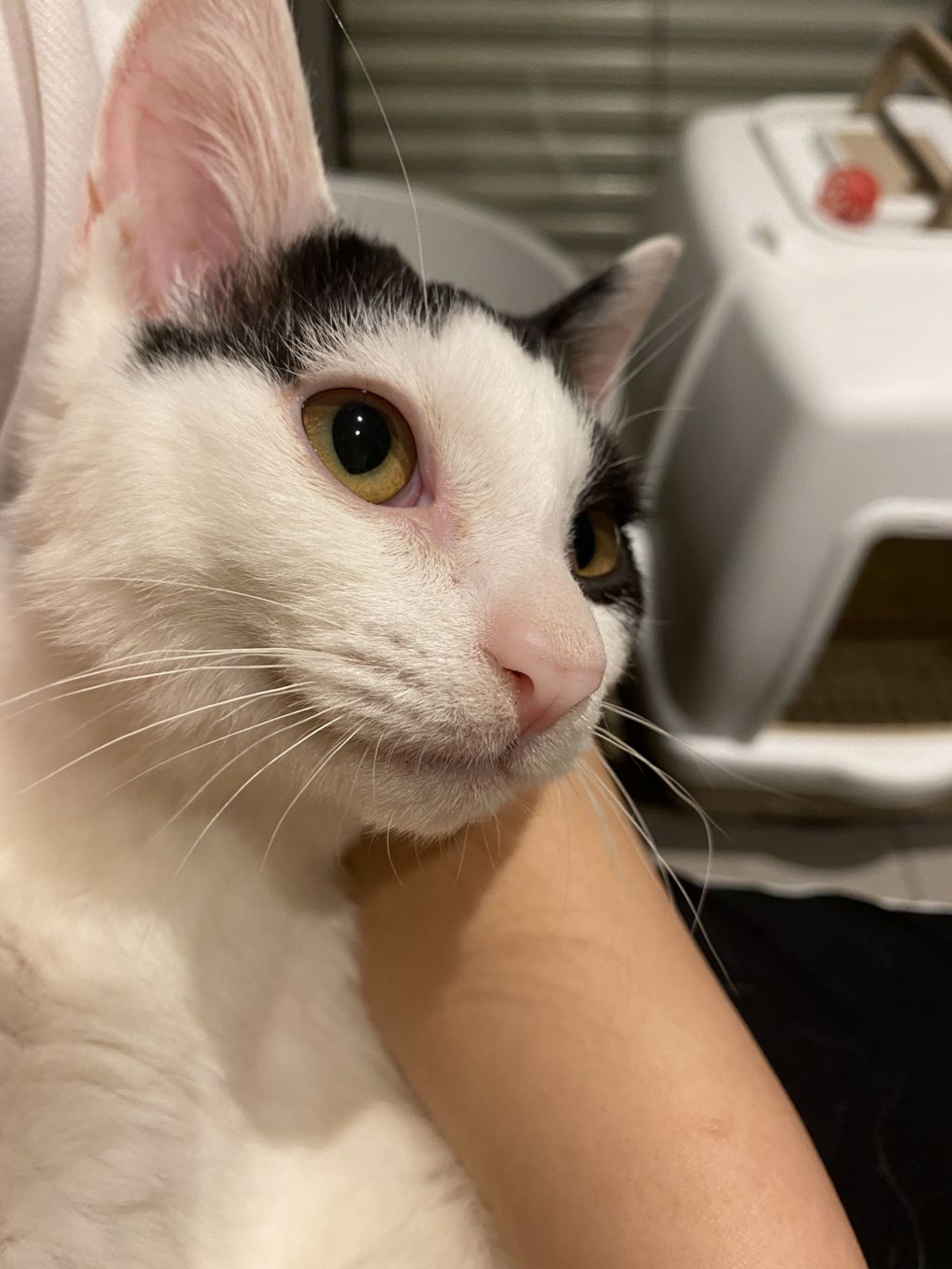 pet-image-2