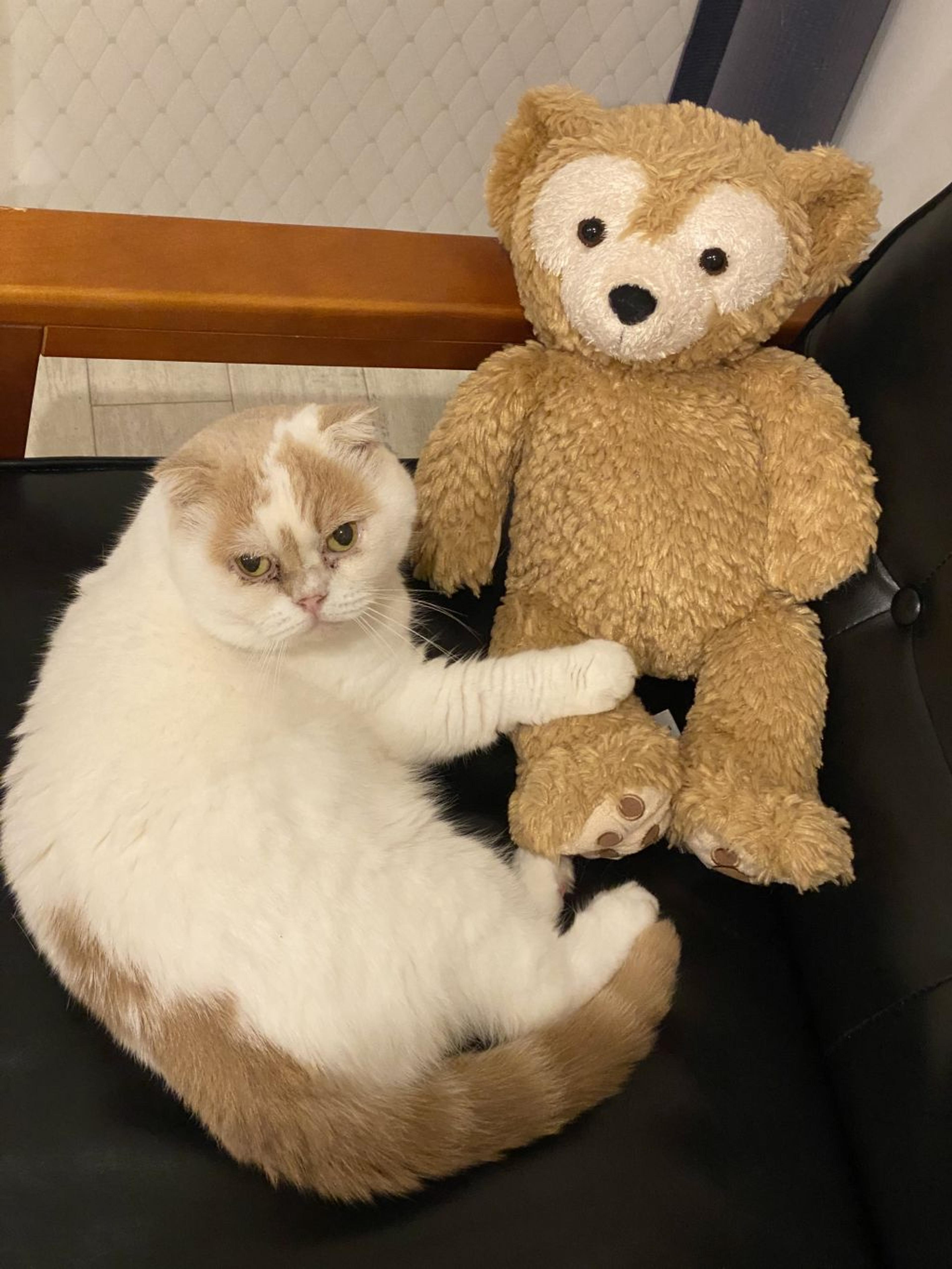 pet-image-3