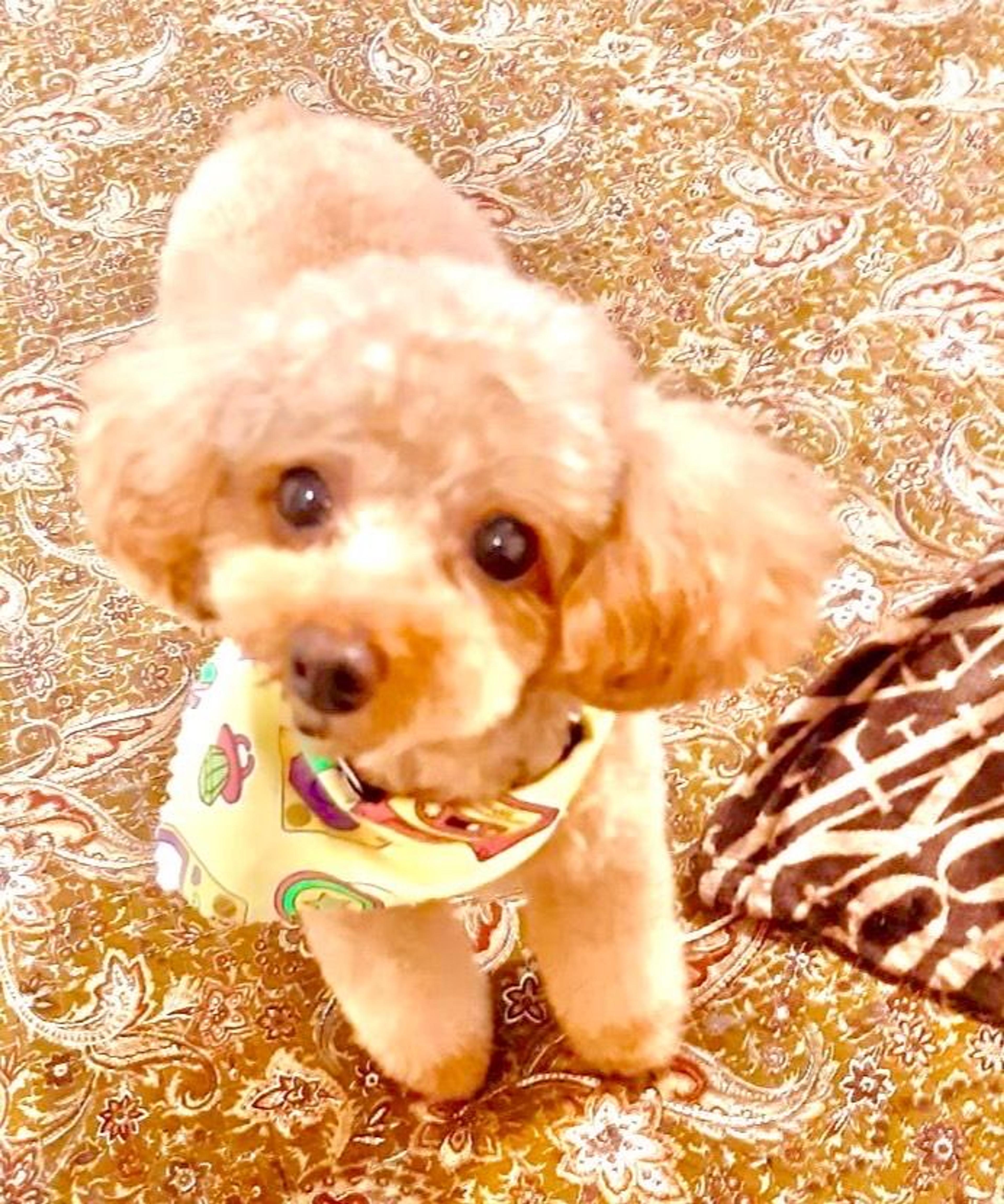 pet-image-3