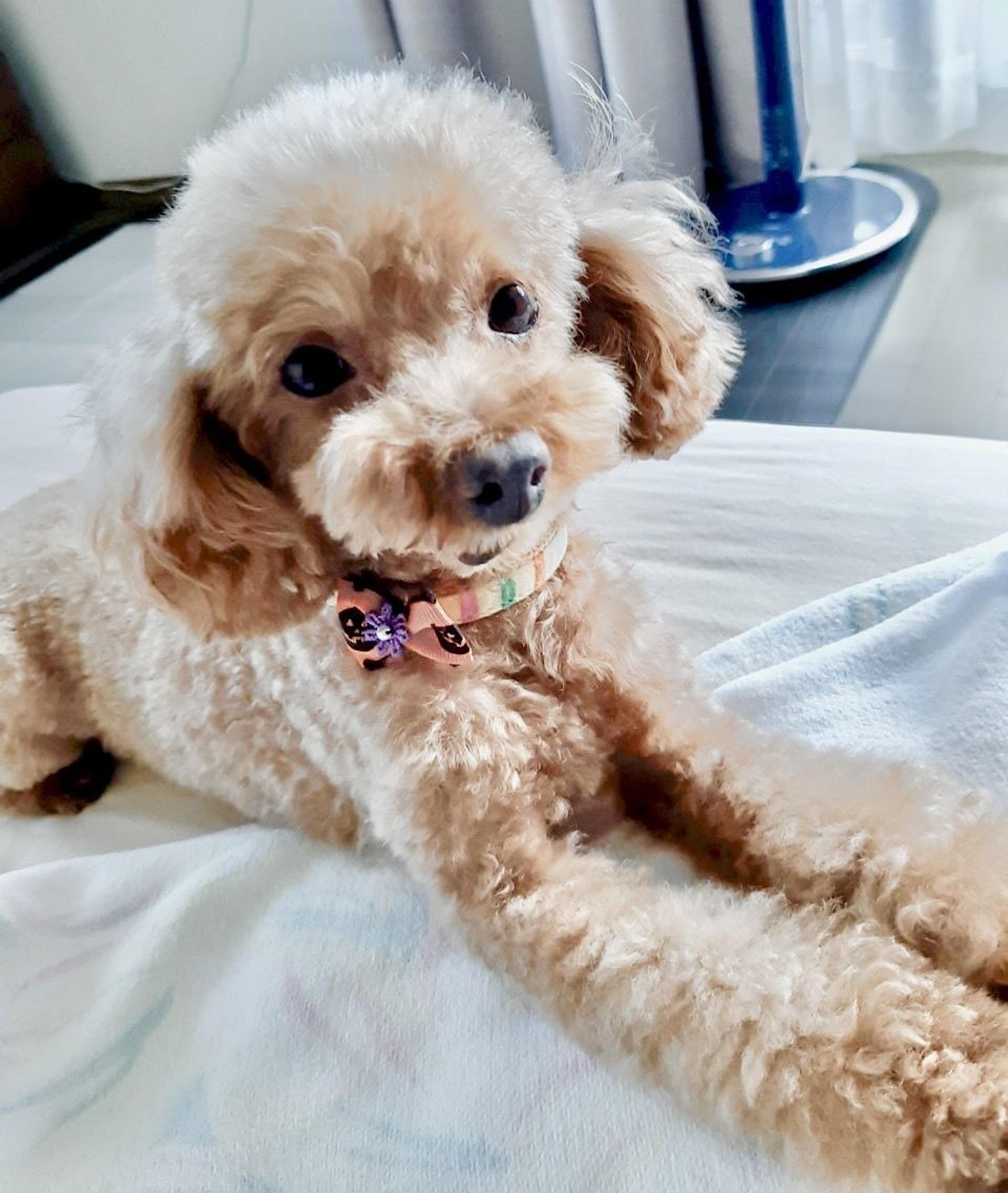 pet-image-4