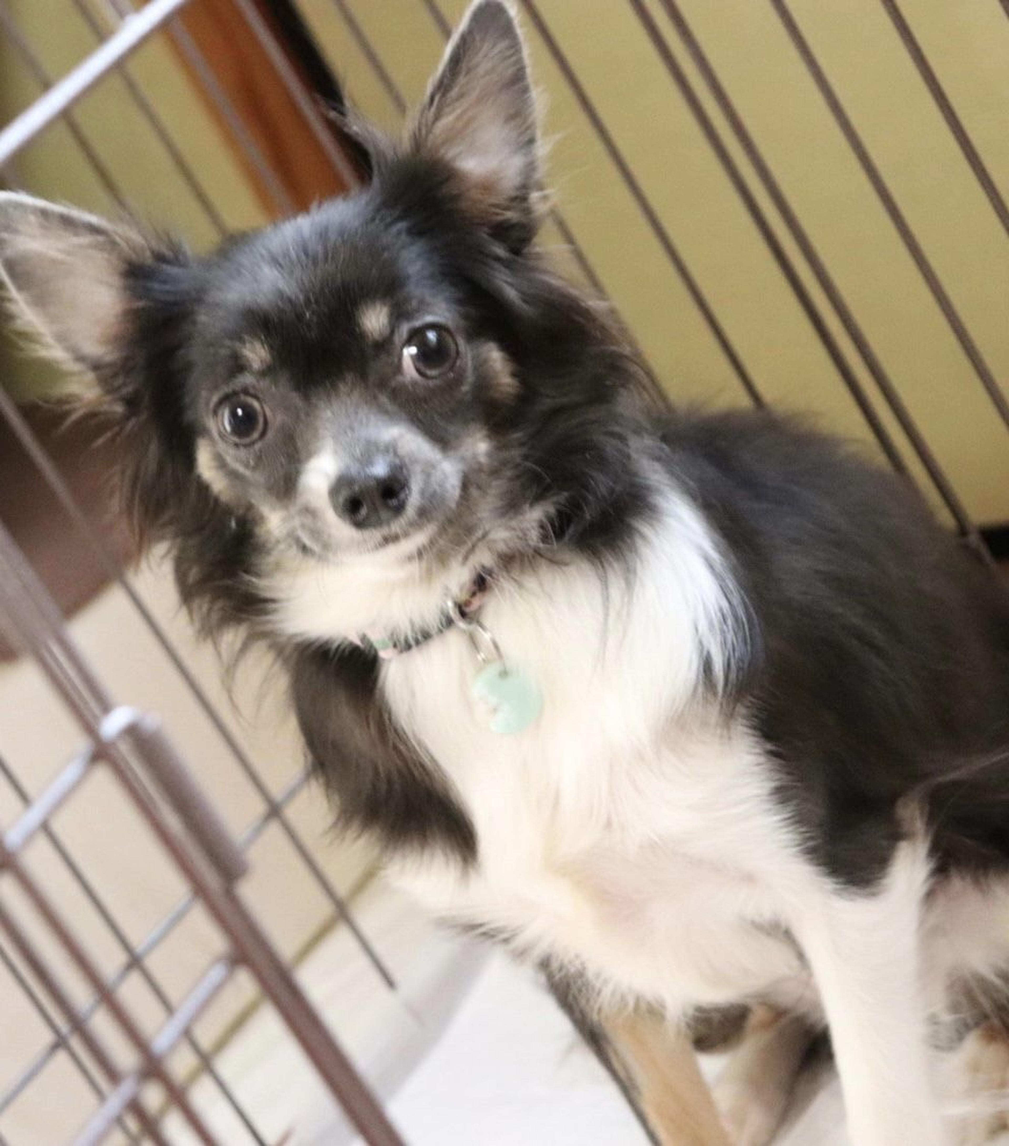 pet-image-2