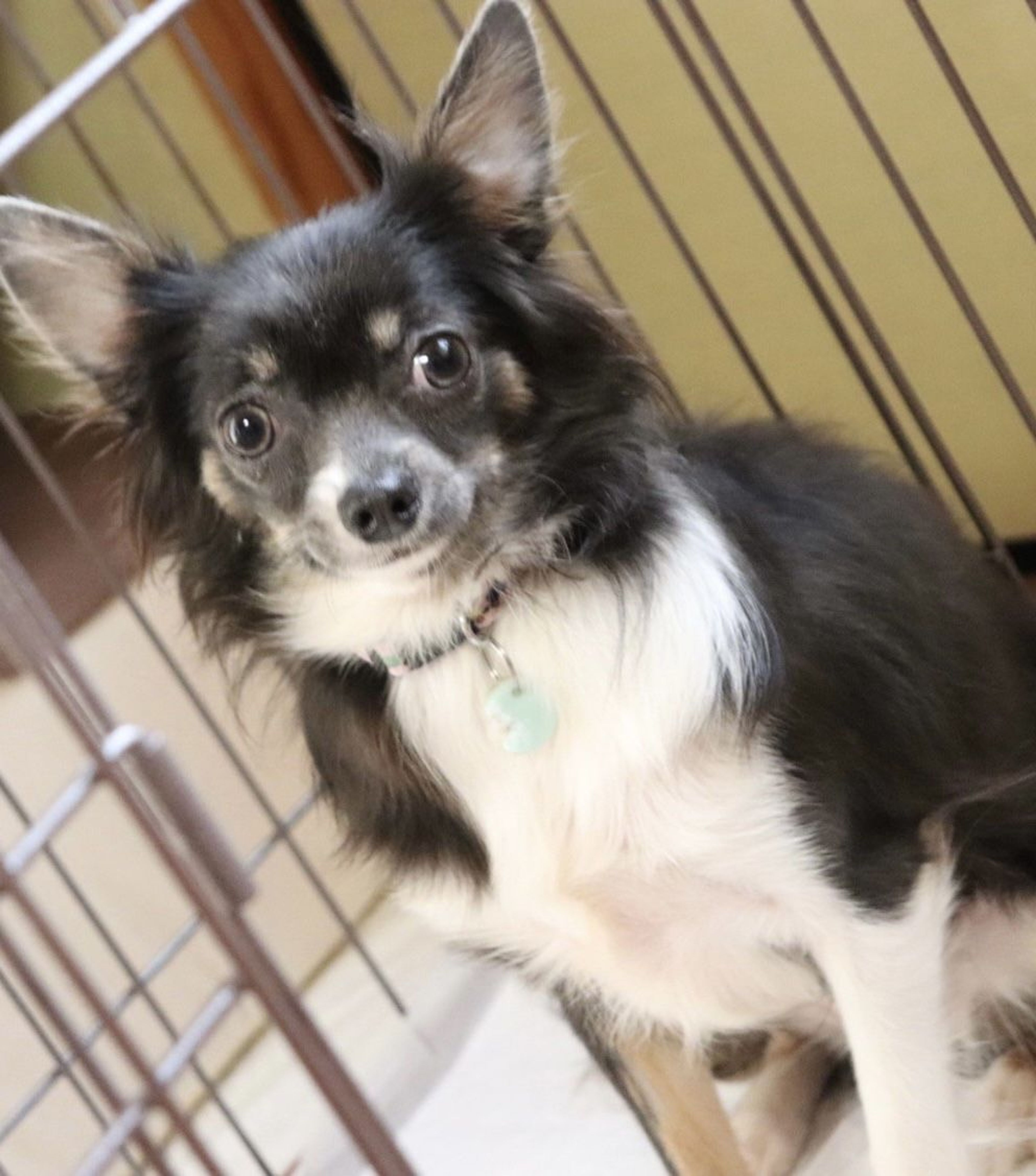 pet-image-2