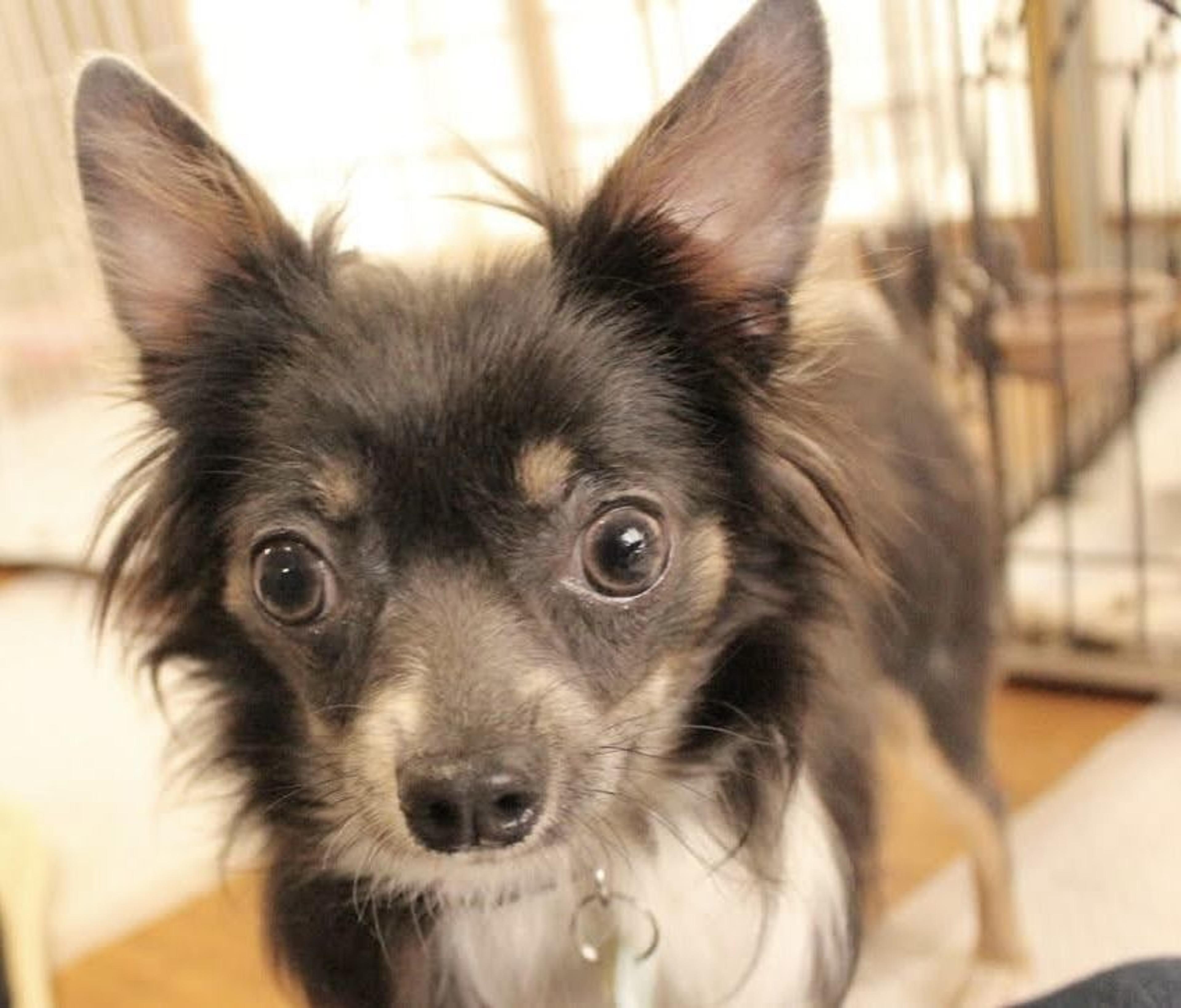 pet-image-5