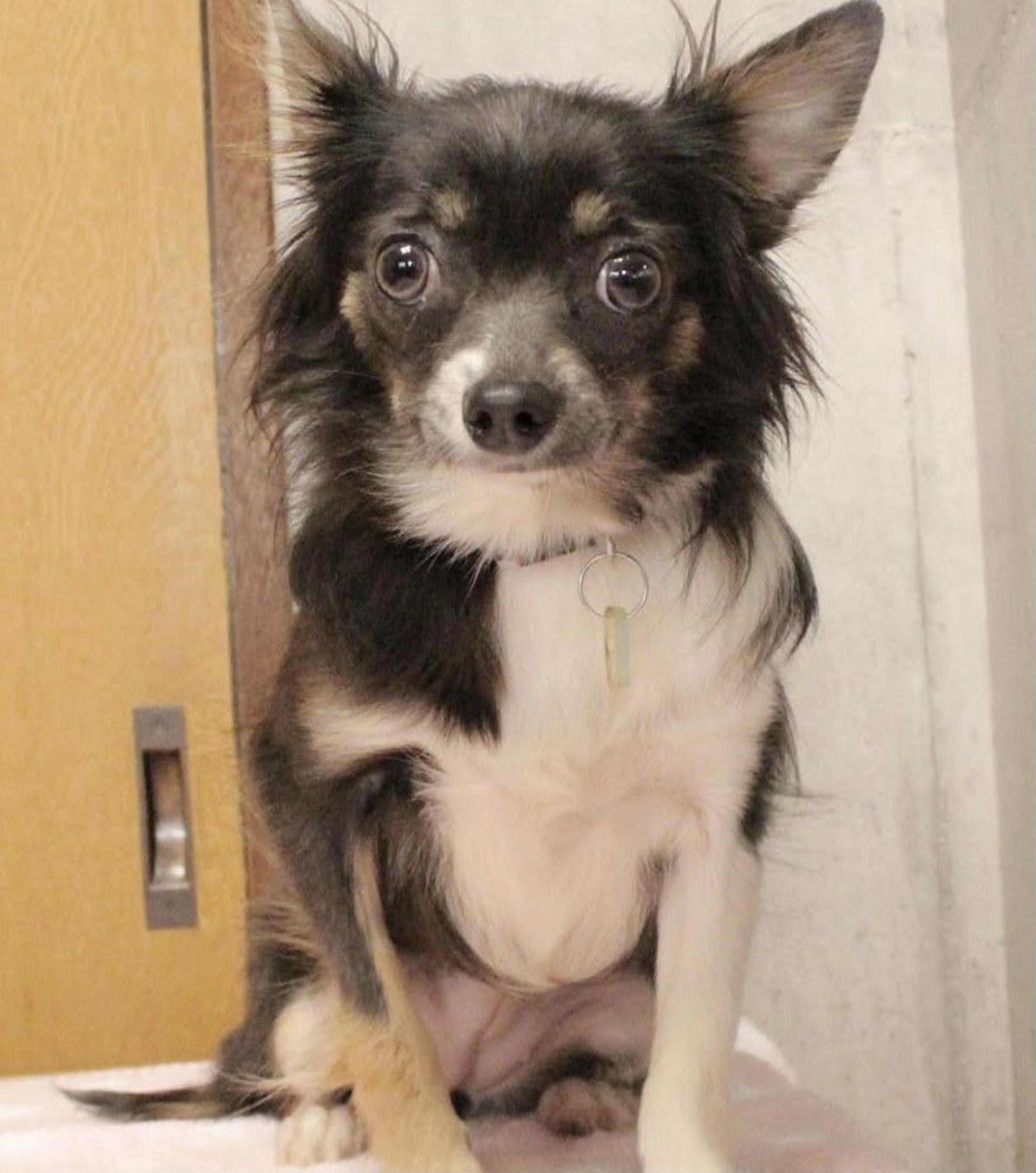 pet-image-6