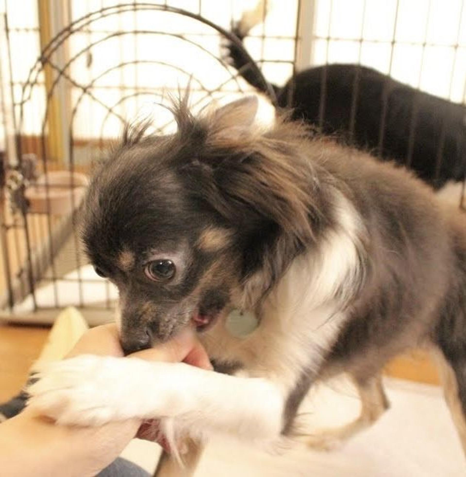 pet-image-7