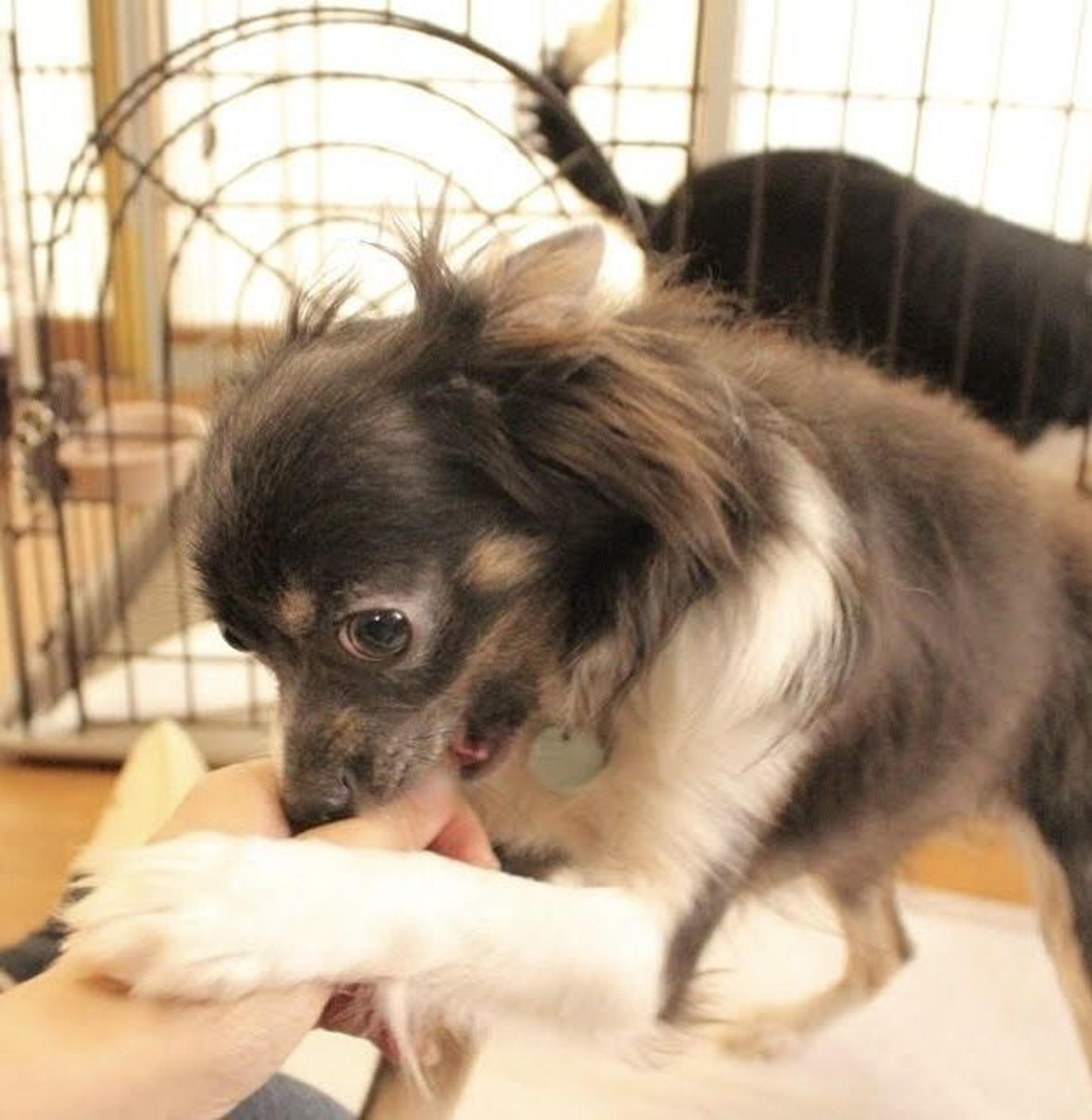 pet-image-7