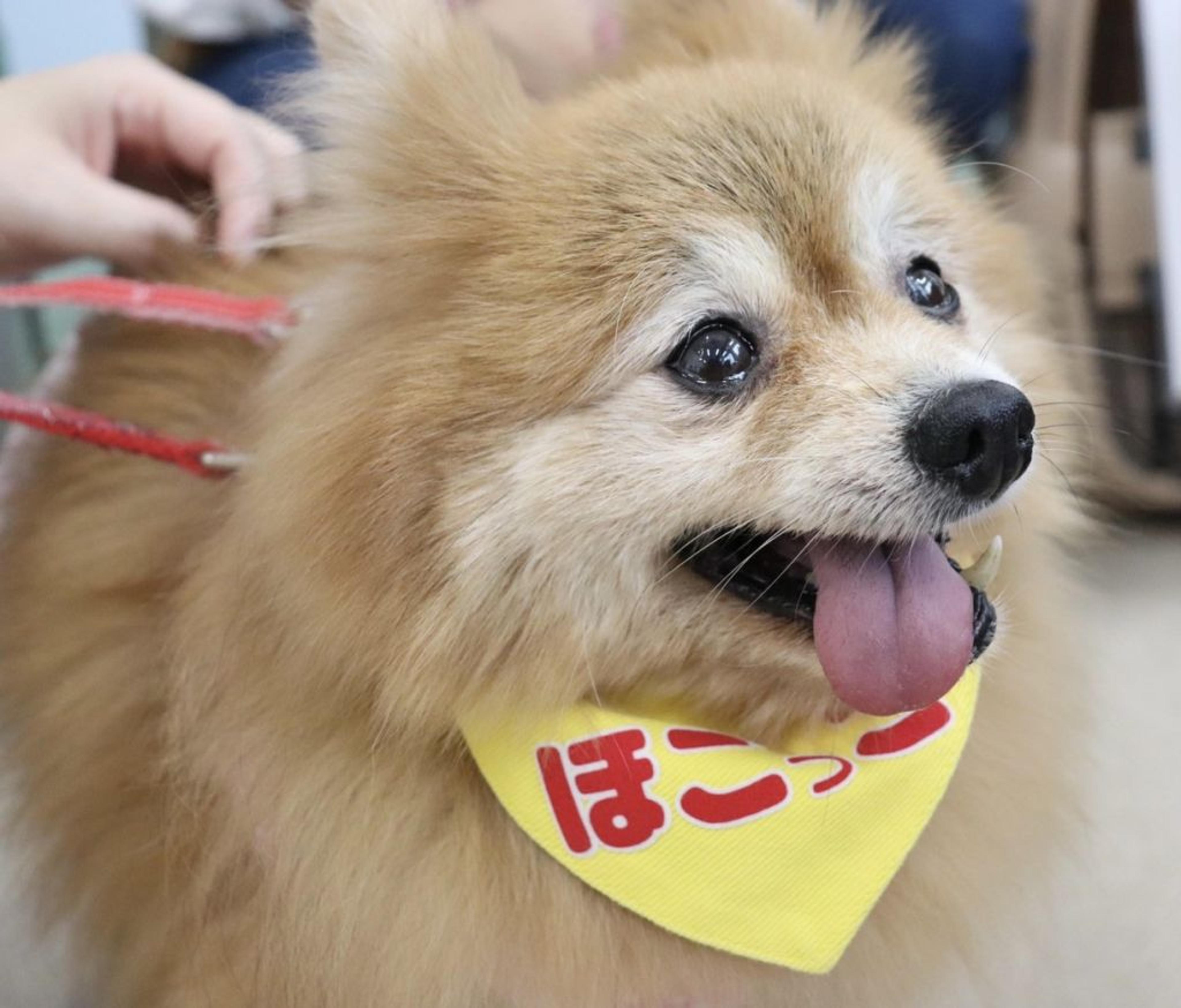 pet-image-2