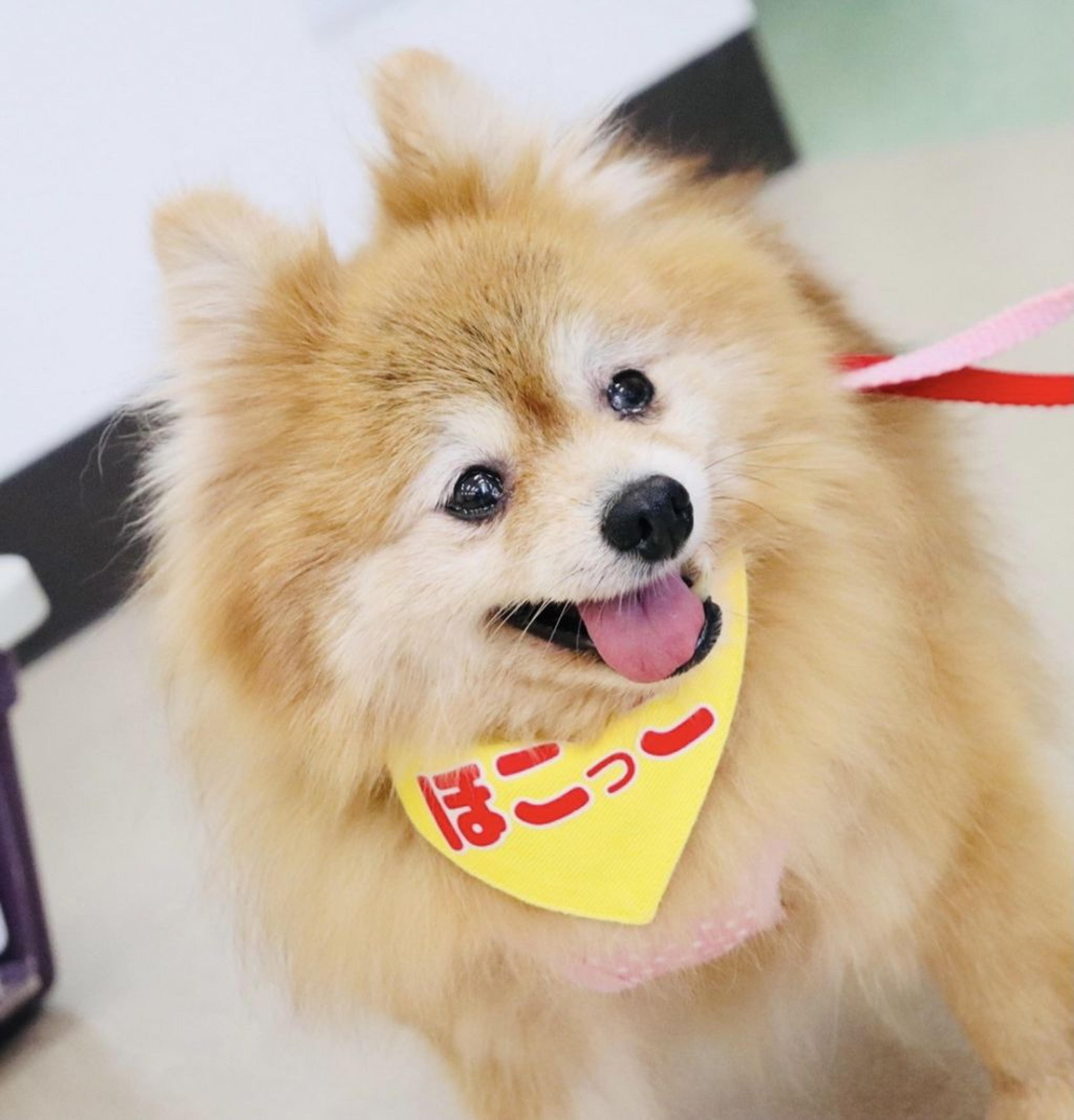 pet-image-3