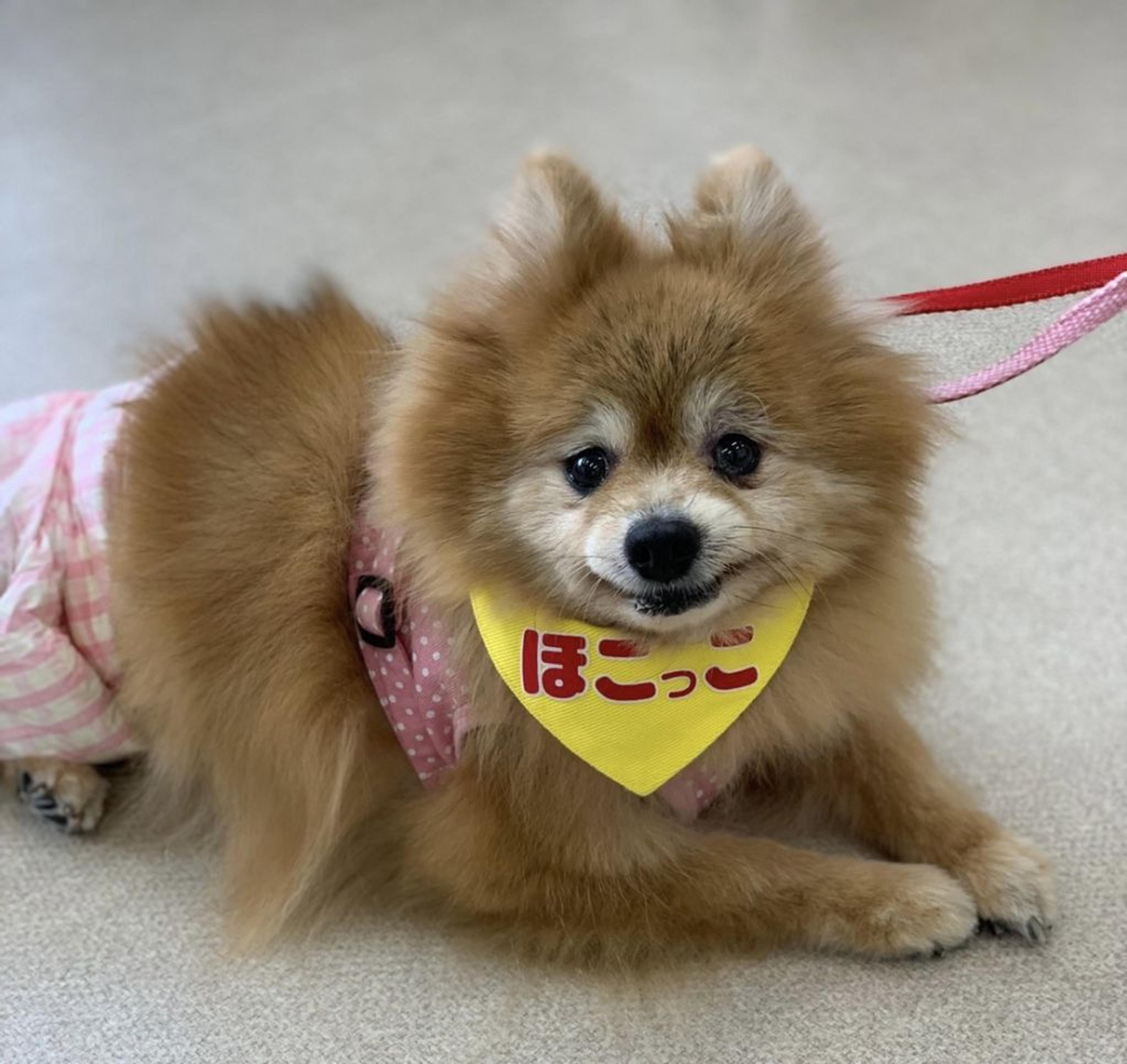 pet-image-4