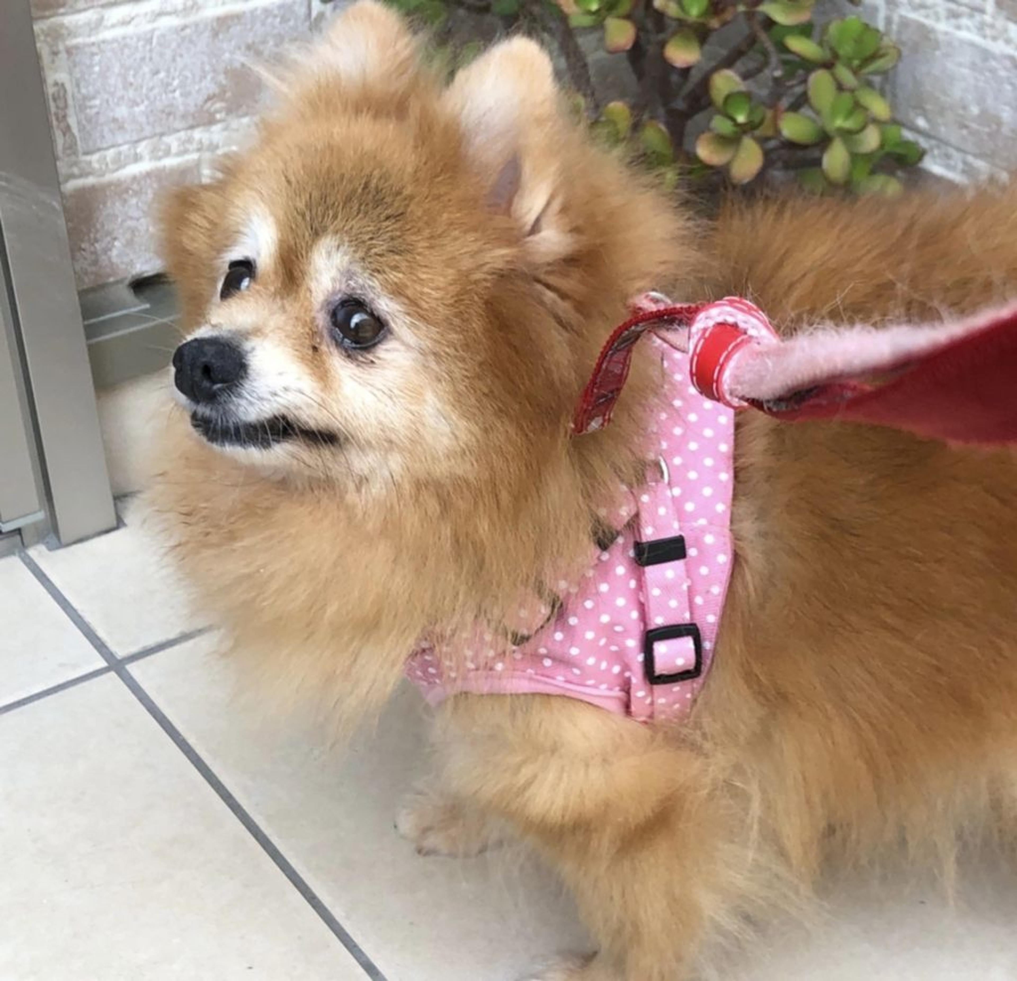 pet-image-5