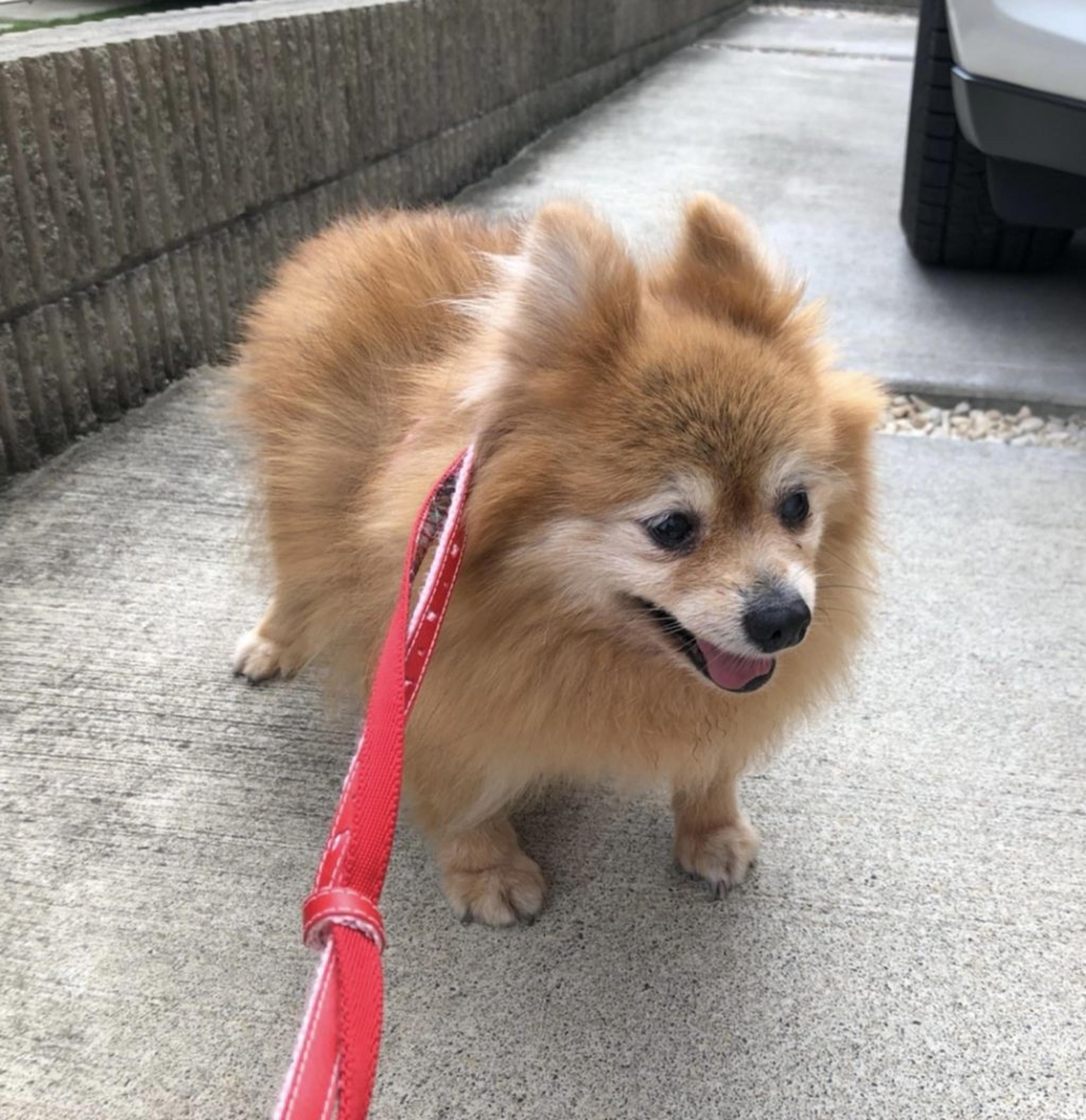 pet-image-6