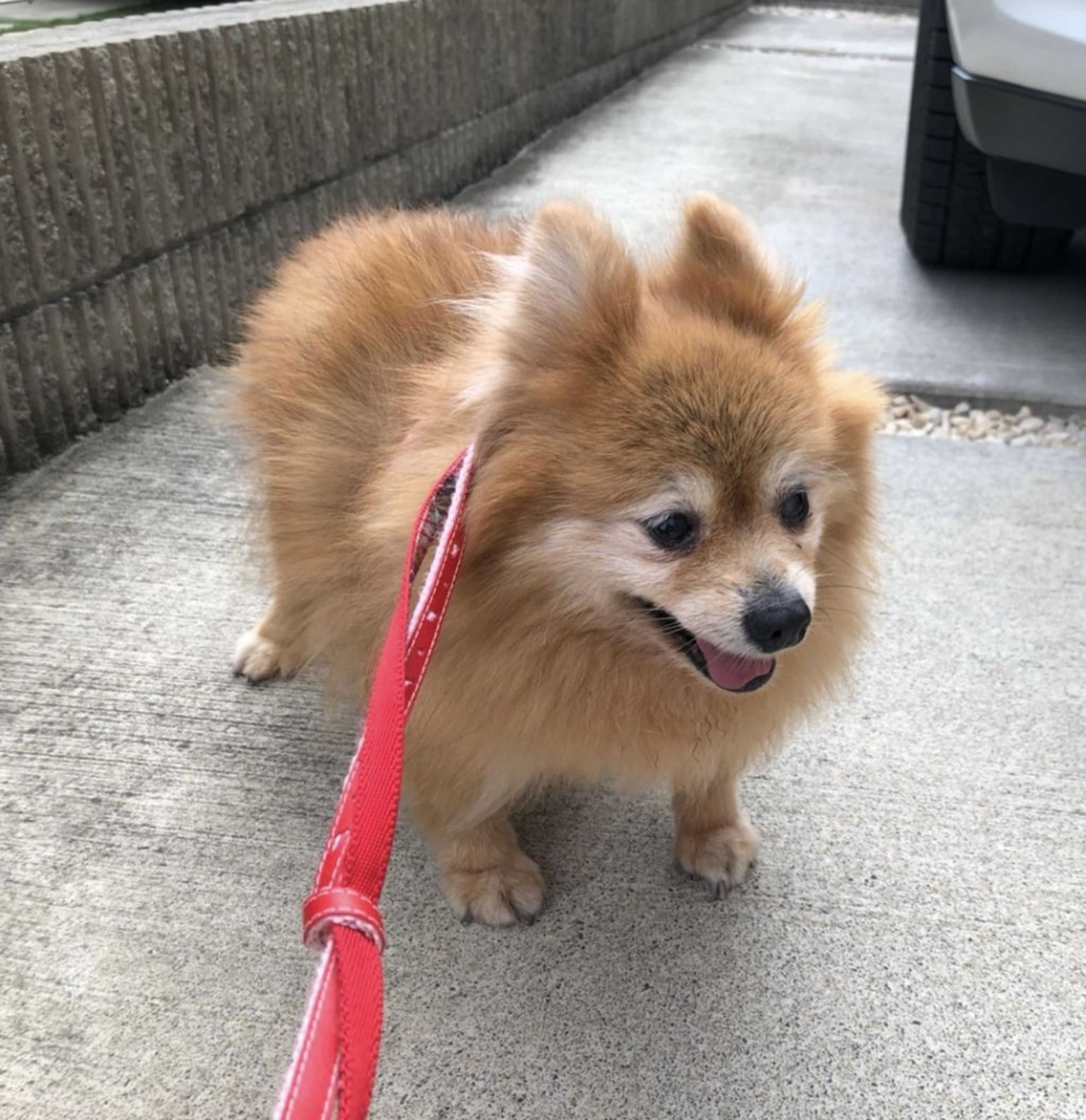 pet-image-6