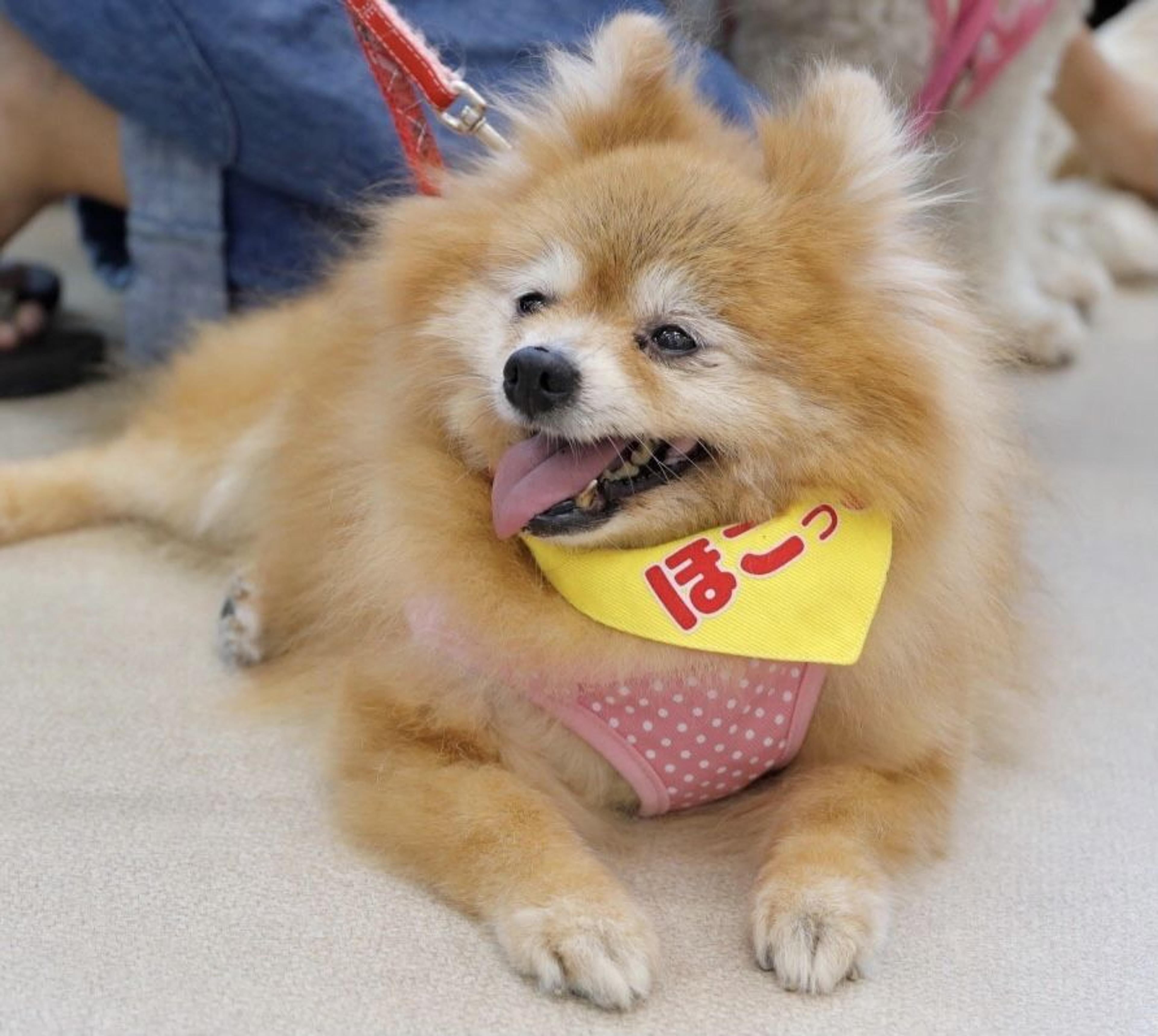 pet-image-7