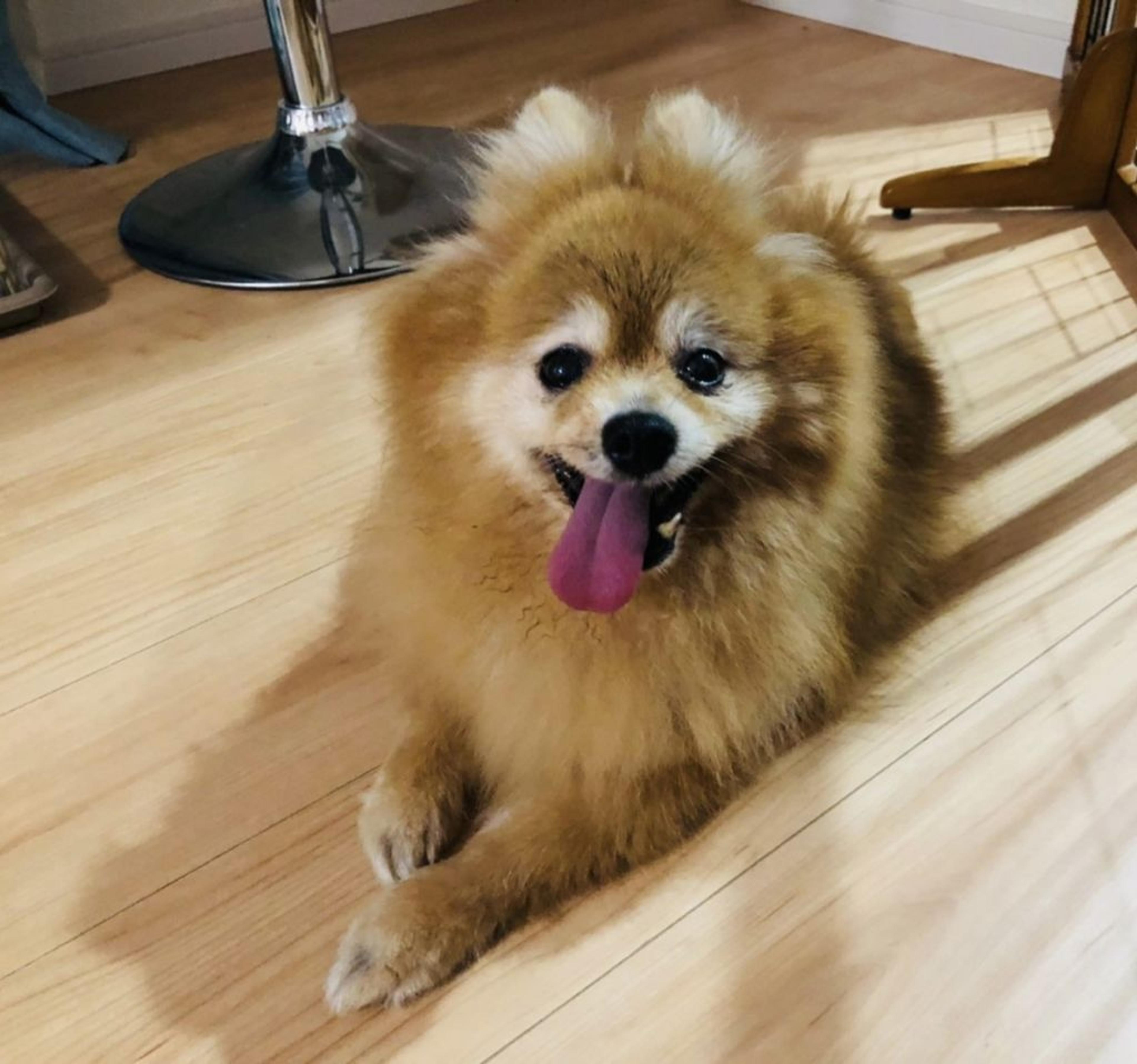 pet-image-8