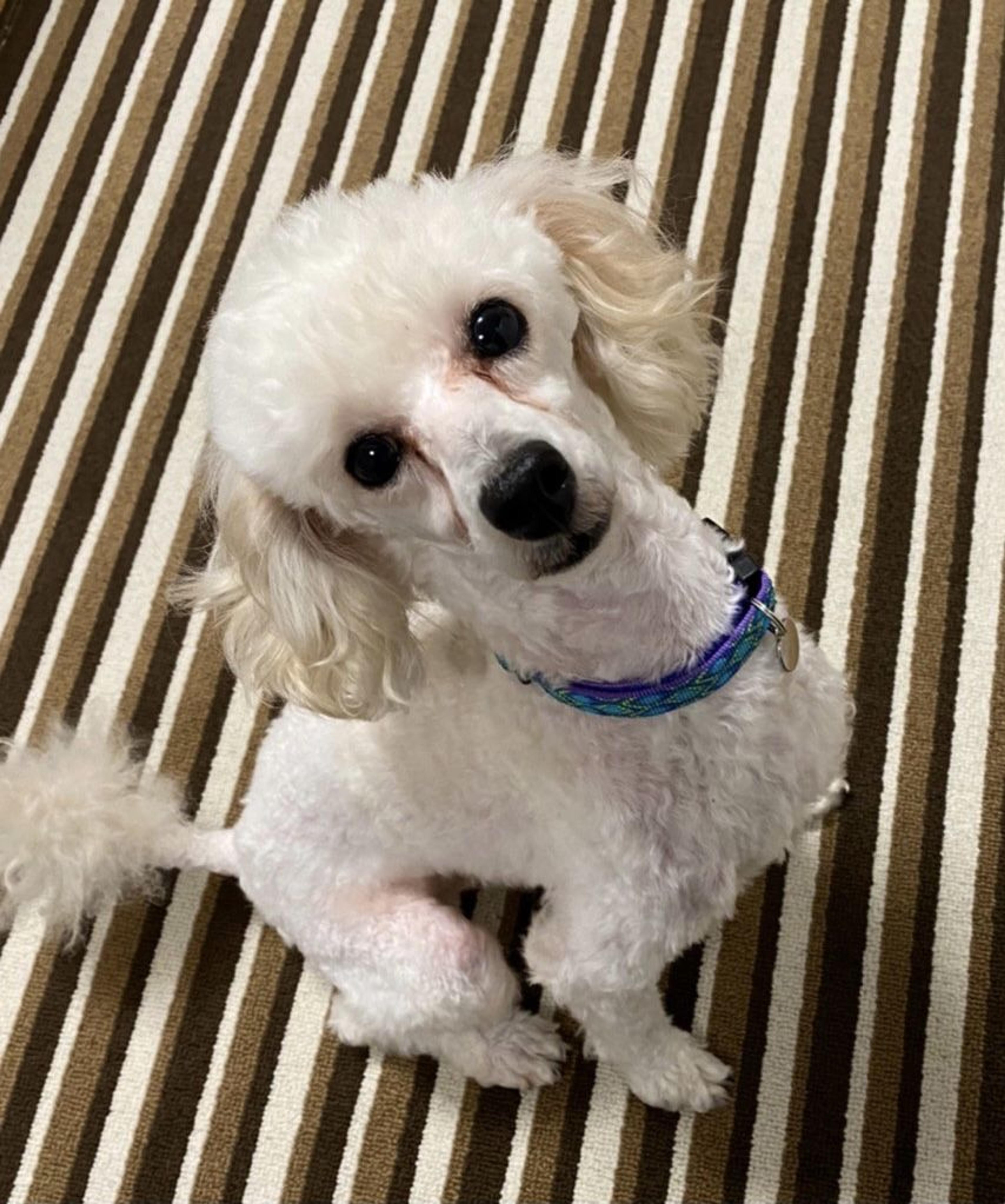 pet-image-2
